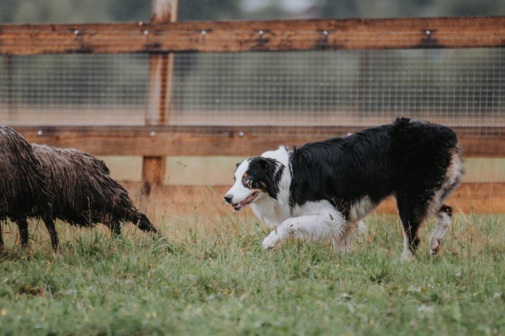 Р-помёт. BLGKV питомник собак