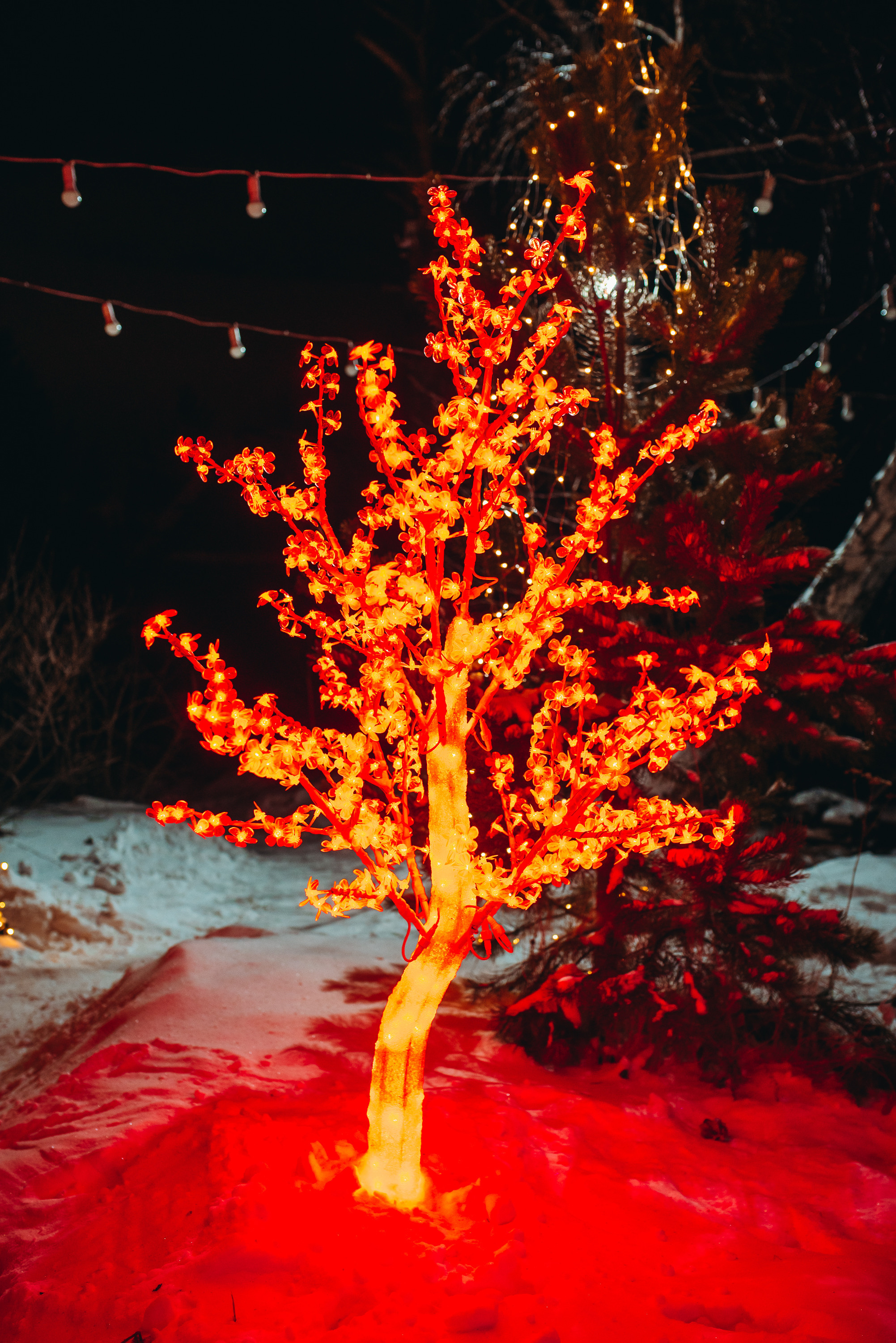 Новогодняя фотосессия под ключ в Иркутске Светящееся дерево красное