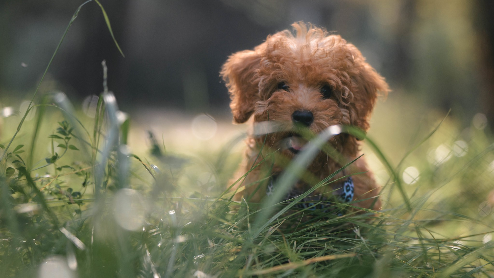Вопросы-ответы. Фотограф Анималист в Москве Анастасия Жучкова