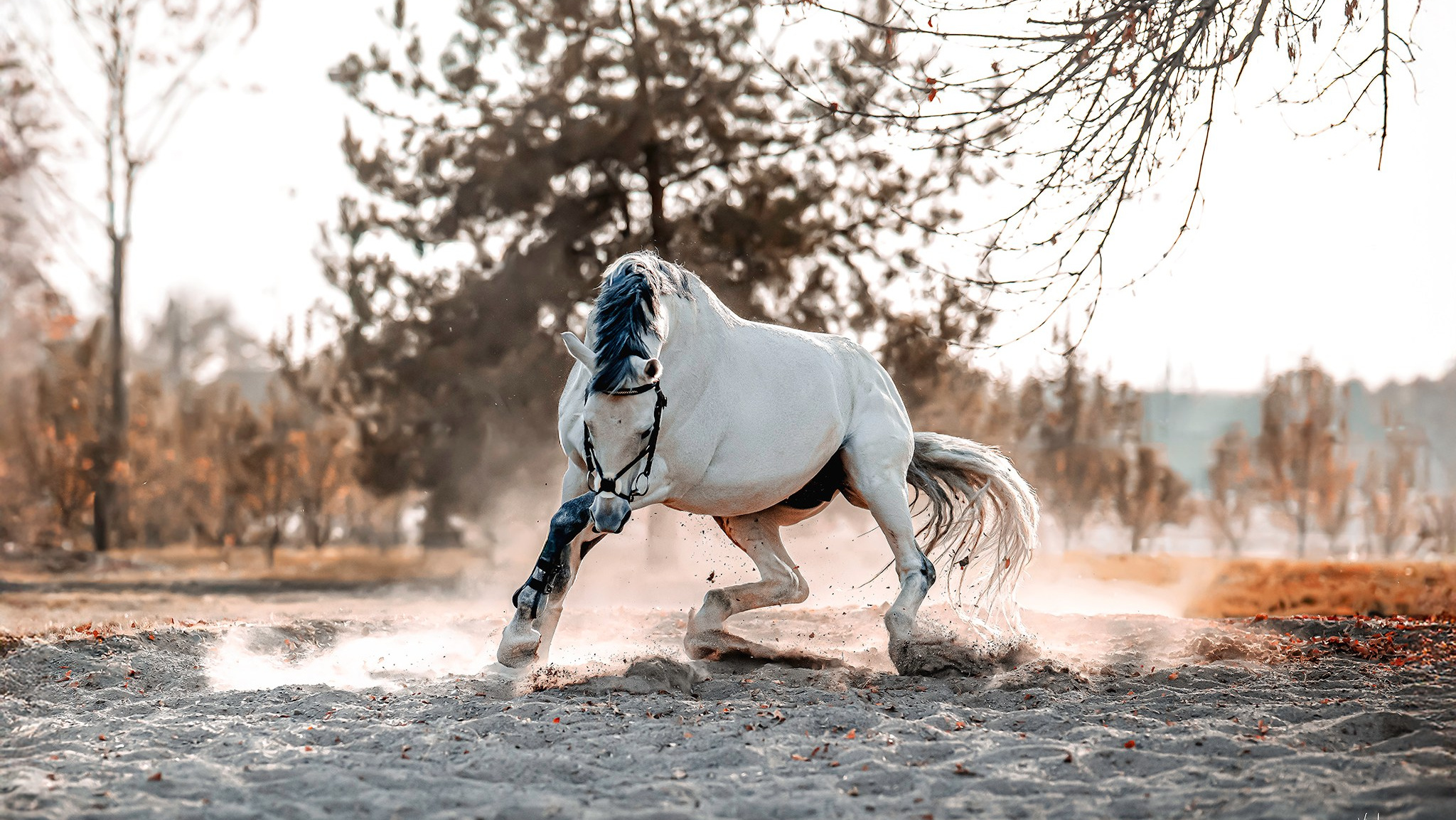 Картины о красоте, культурных ценностях и традициях Казахстана