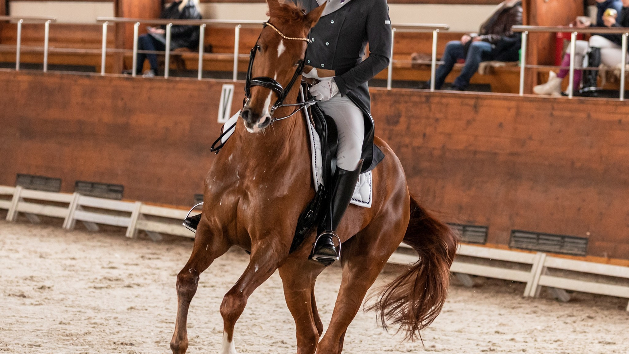 Онлайн старты. Лиана Антонович | Конные стратегии