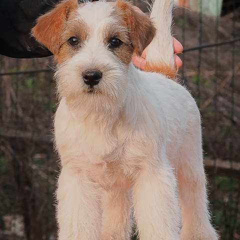 LITTER «Б» 21/12/2025. CANE MAESTRO — kennel Jack Russell Terrier