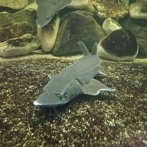 Рыбопосадочный материал. Москои — декоративные рыбы карпы кои на продажу Москва, Дмитров, Курск