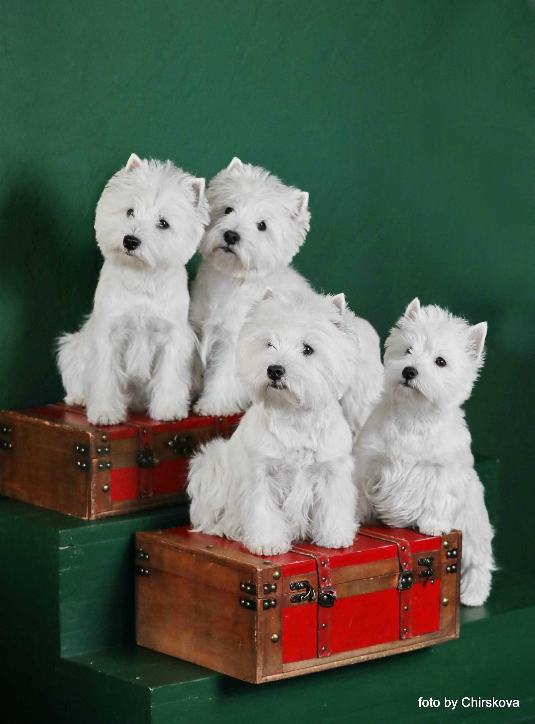 Щенки на продажу питомника. Питомник собак породы вест хайленд вайт терьер в Москве