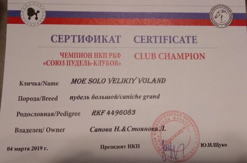 Новости. Питомник Больших Пуделей «Мое Соло»