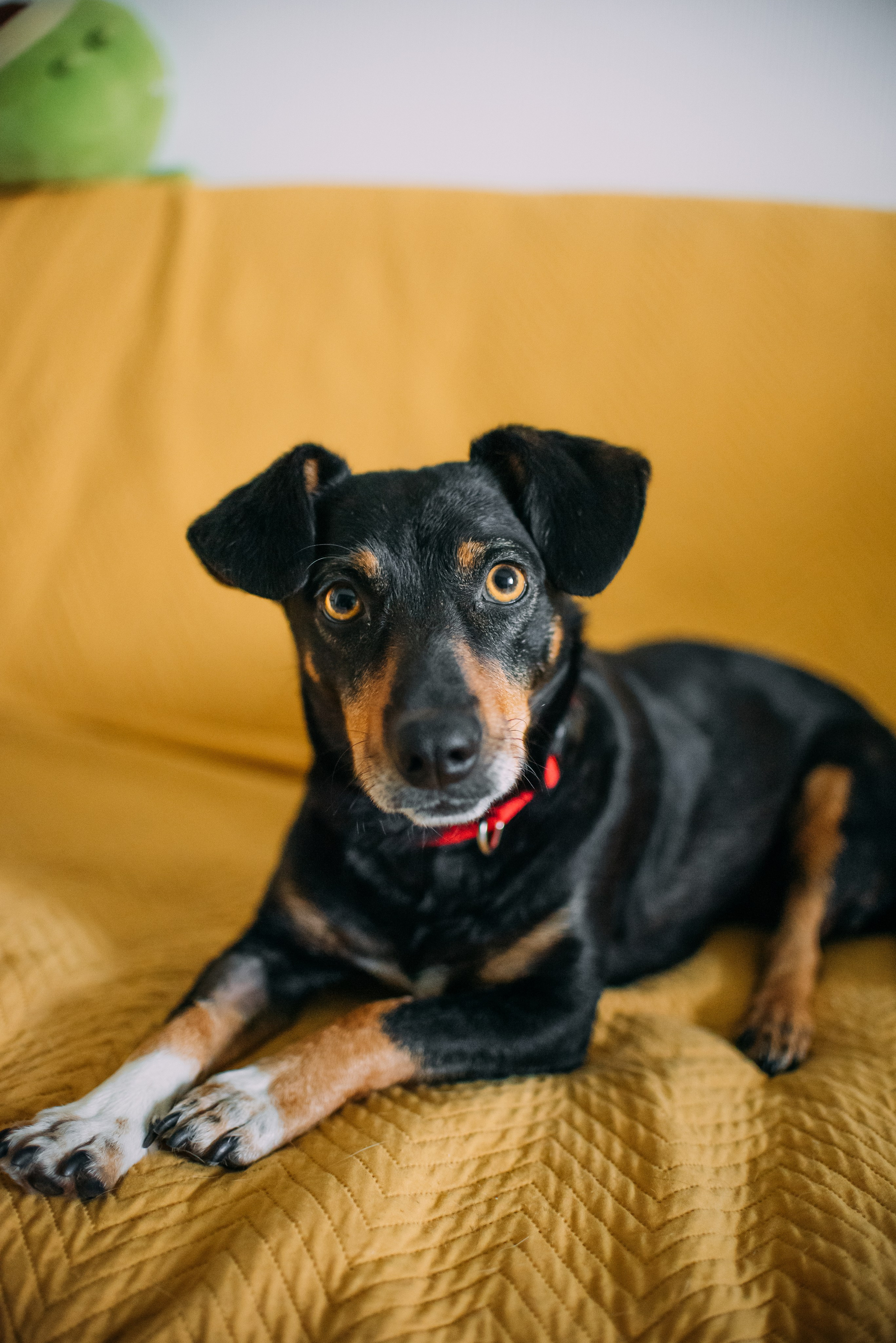 Животные на пристройство. Фотограф-анималист Валерия, Москва, Мытищи
