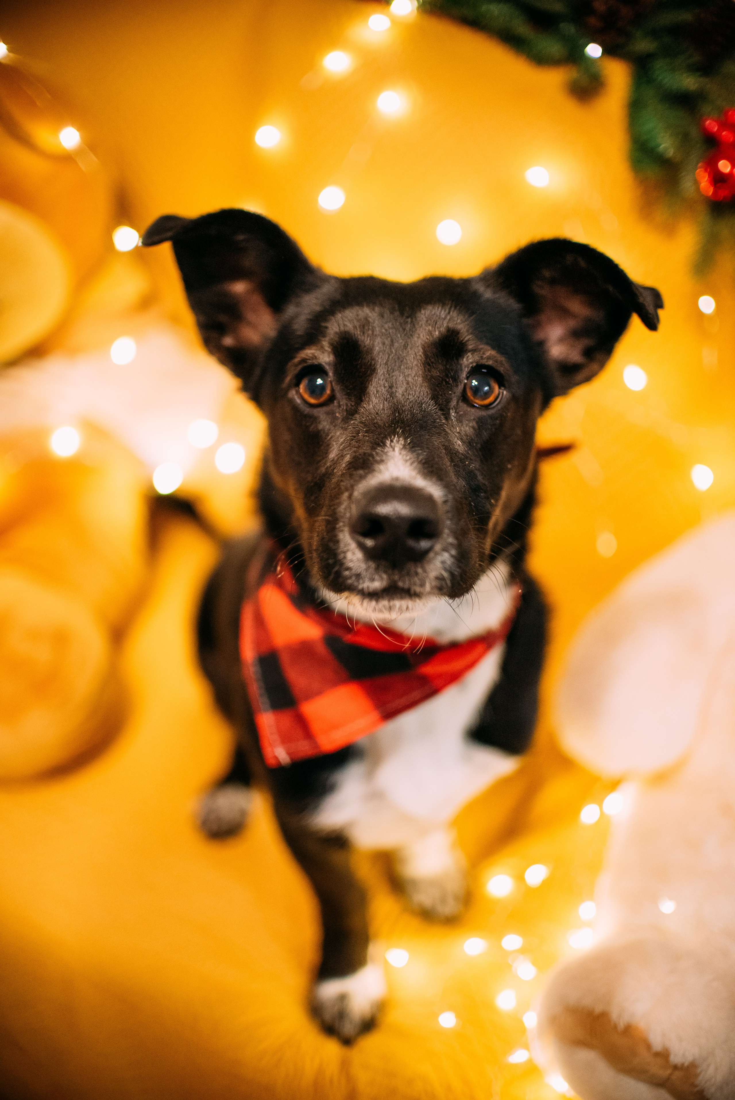 Животные на пристройство. Фотограф-анималист Валерия, Москва, Мытищи