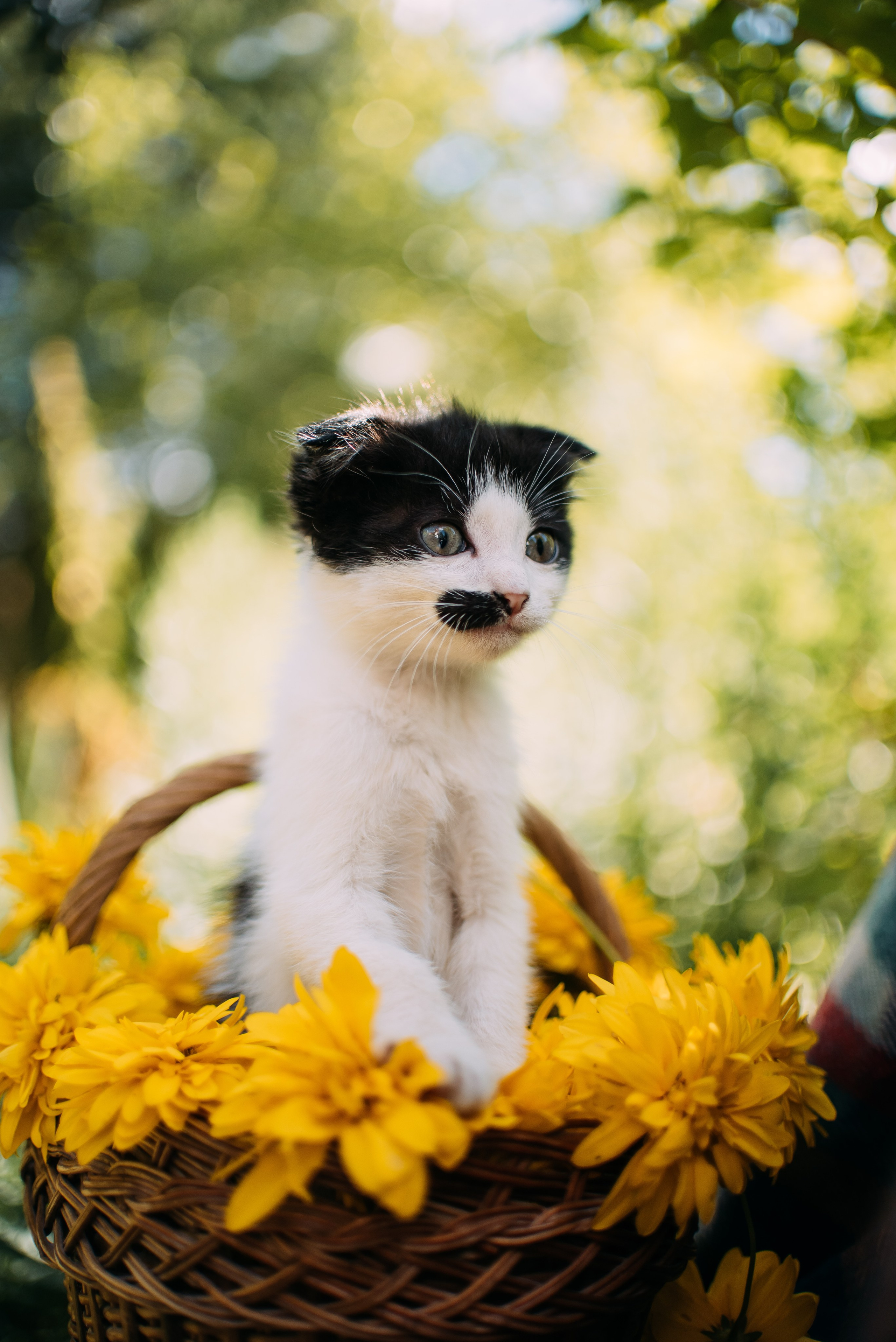 Животные на пристройство. Фотограф-анималист Валерия, Москва, Мытищи