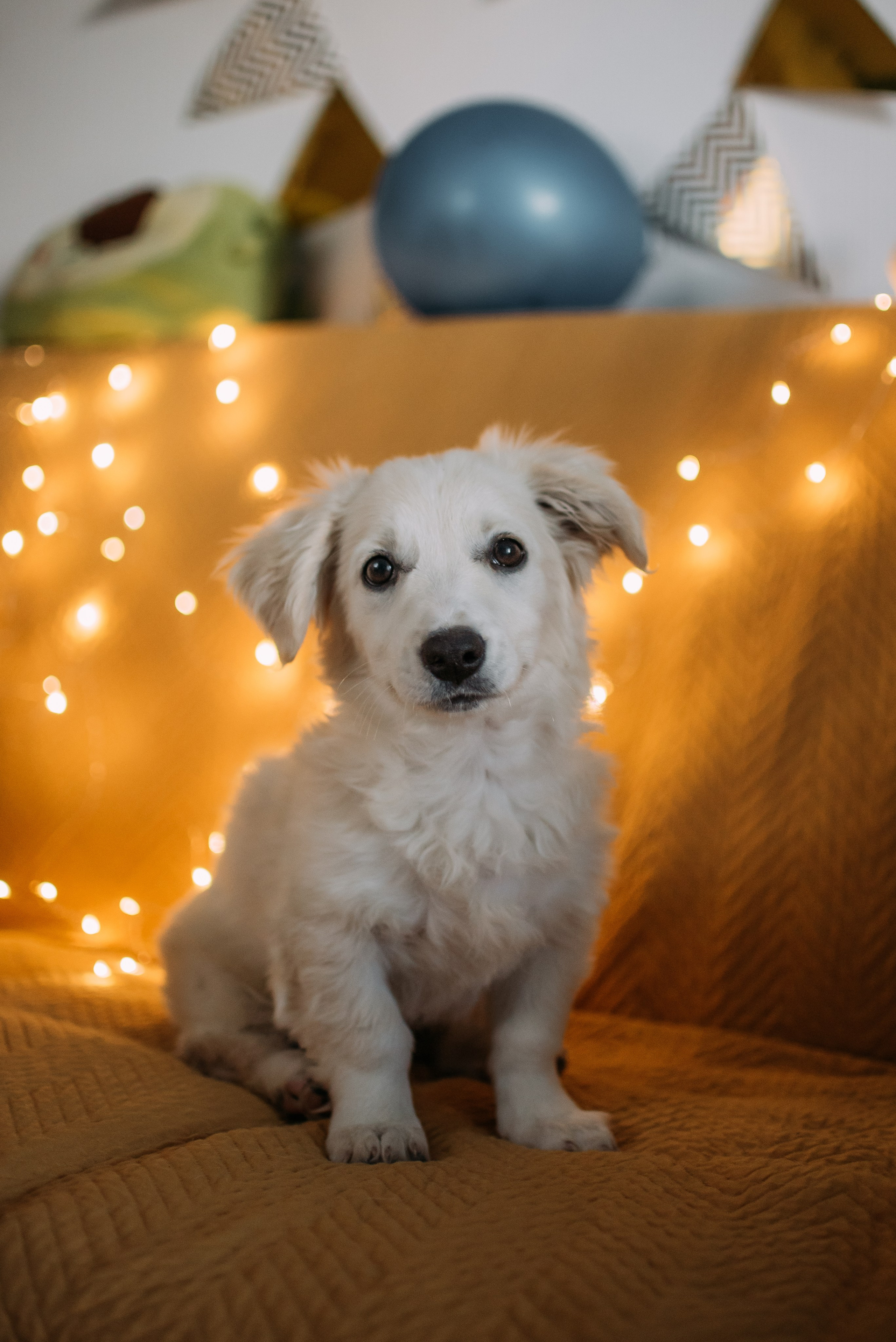 Животные на пристройство. Фотограф-анималист Валерия, Москва, Мытищи