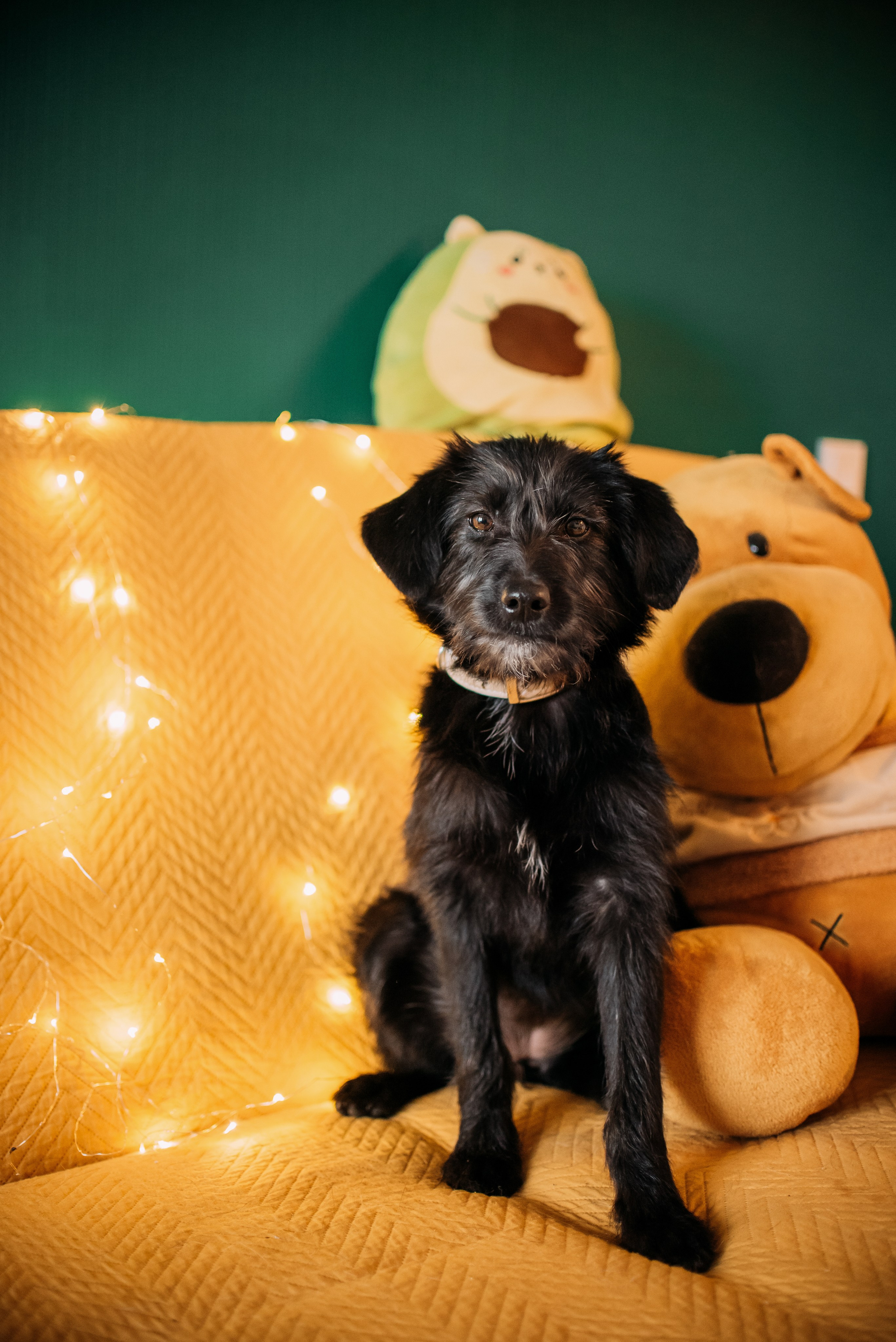 Животные на пристройство. Фотограф-анималист Валерия, Москва, Мытищи