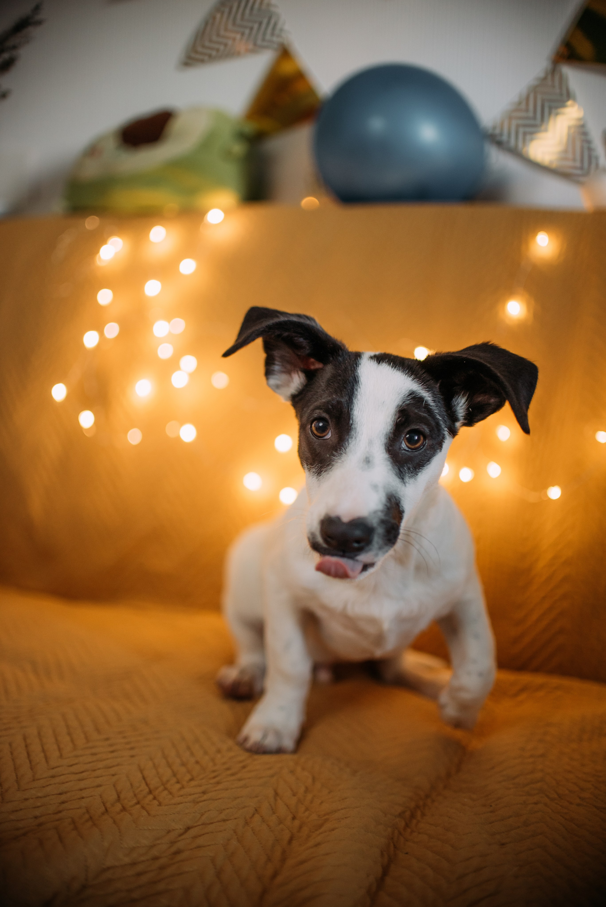 Животные на пристройство. Фотограф-анималист Валерия, Москва, Мытищи