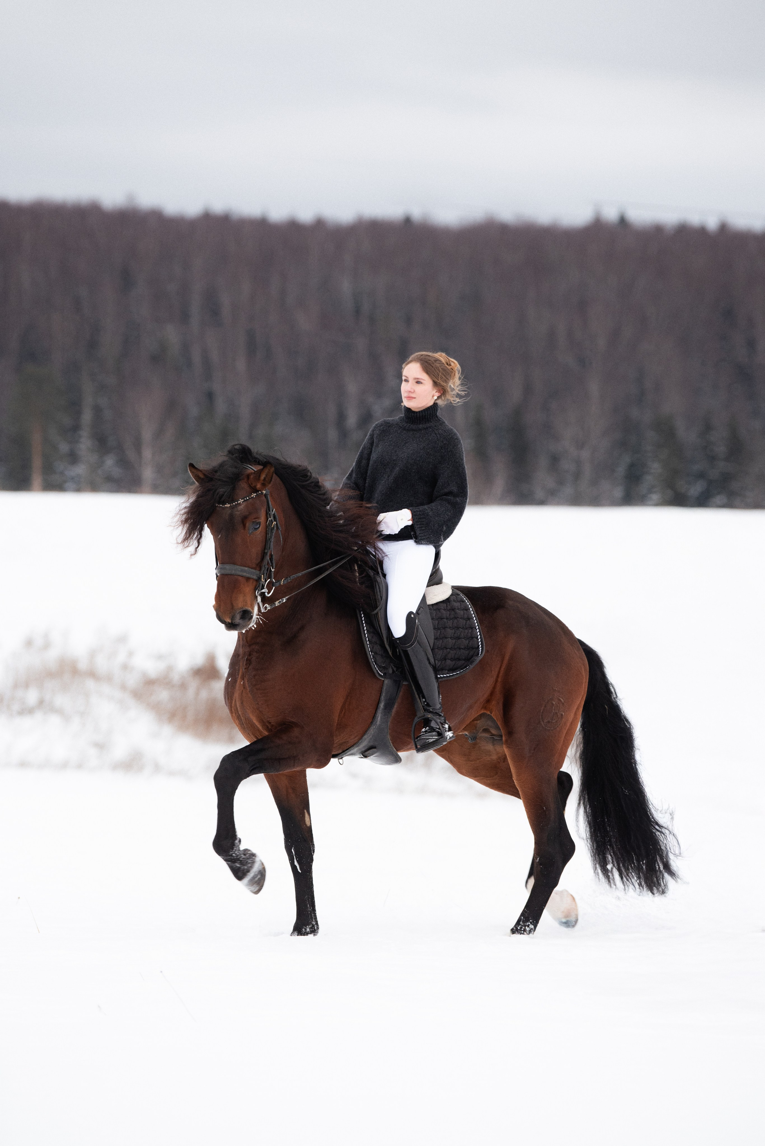 Каталог лошадей. Конный фотограф в Москве — Дарья Алексеева | Премиальные фотосессии с лошадьми