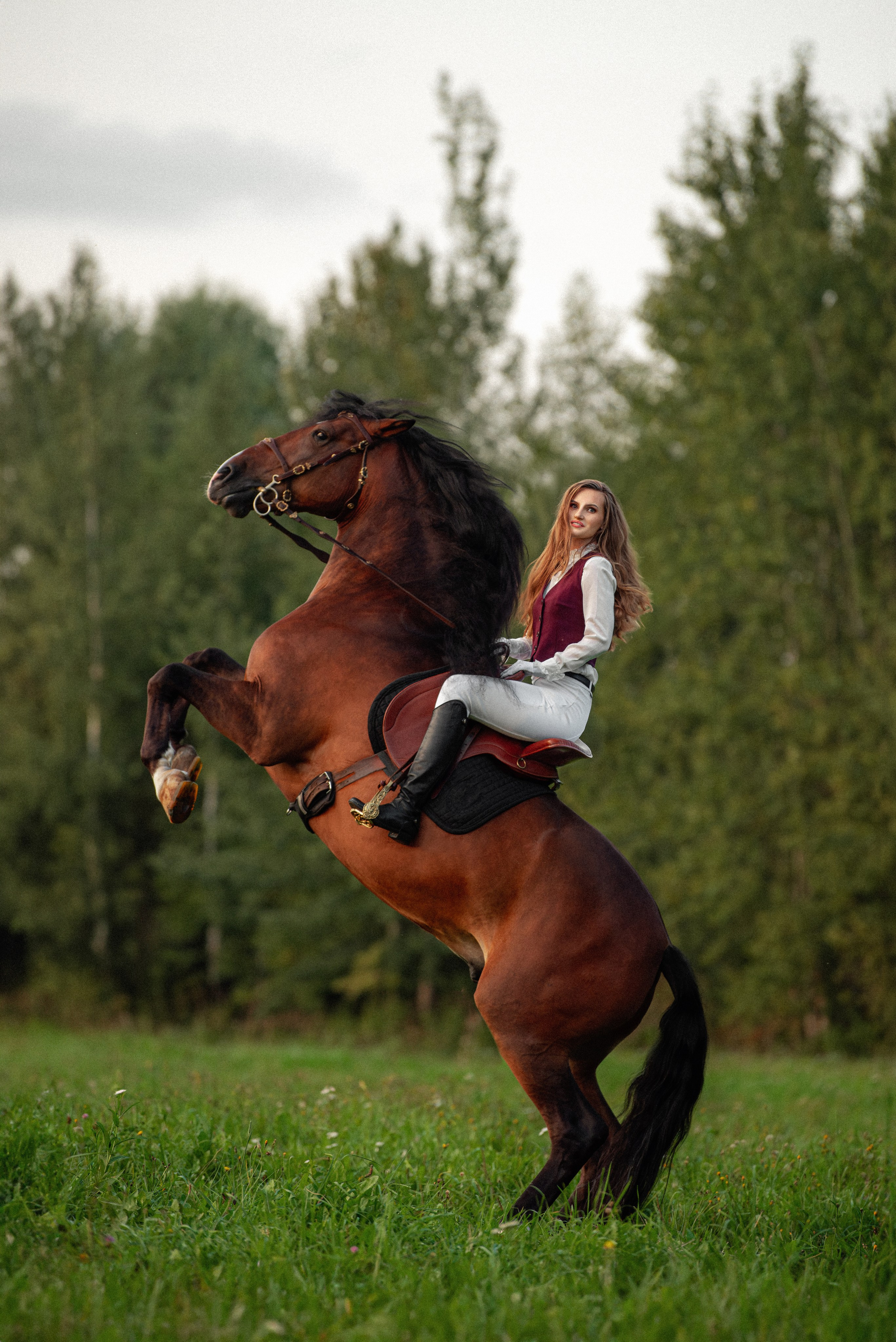 Каталог лошадей. Конный фотограф в Москве — Дарья Алексеева | Премиальные фотосессии с лошадьми