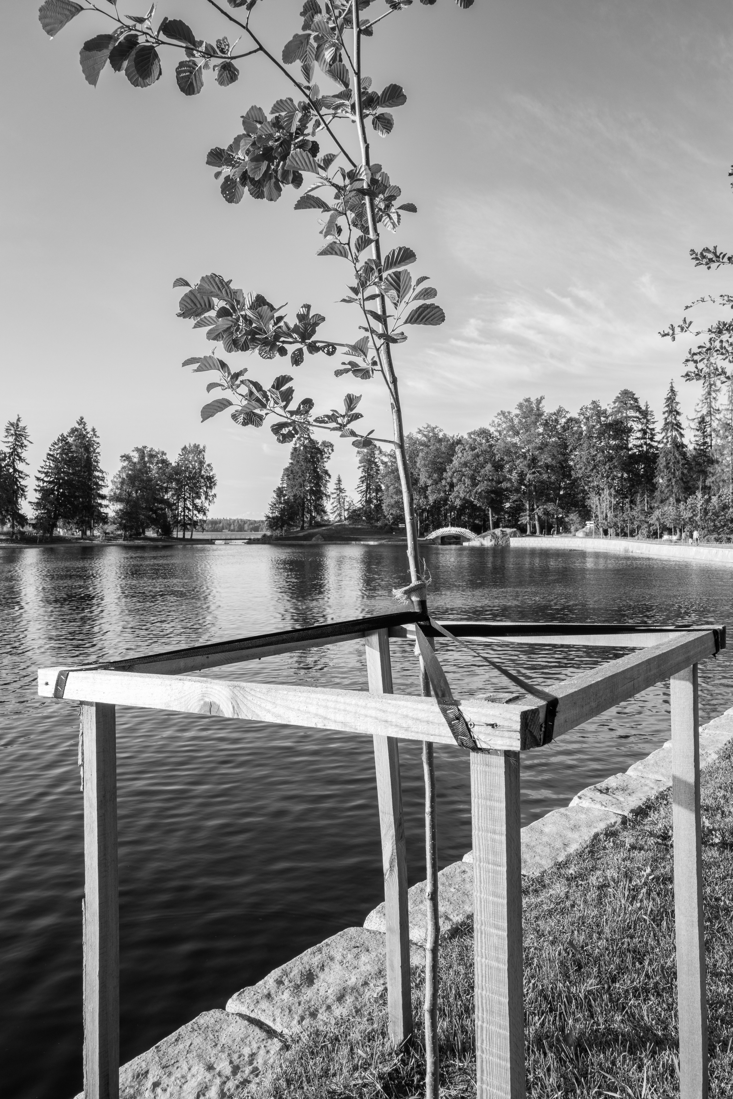 Молодое дерево в обвязке в парке Монрепо