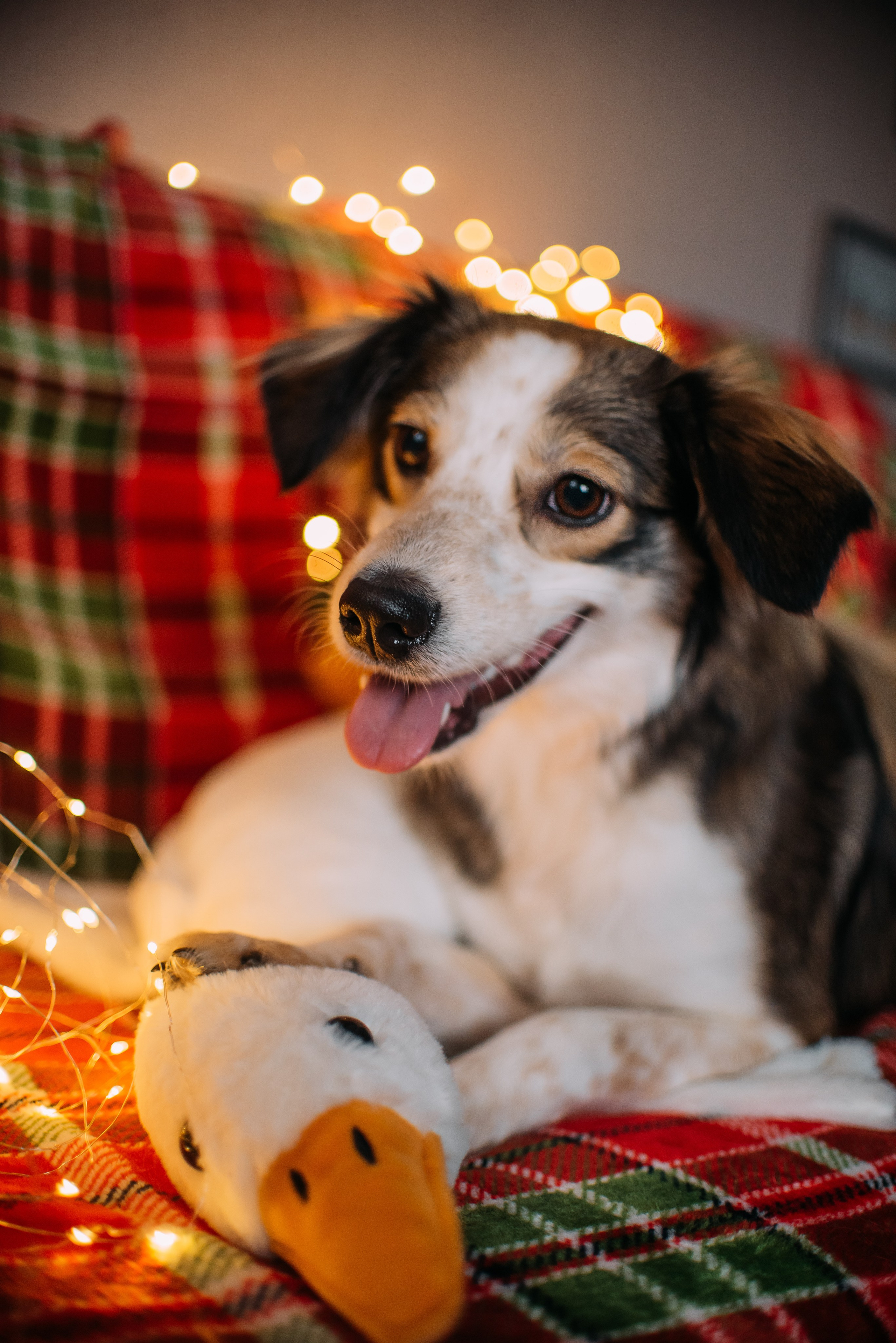 Животные на пристройство. Фотограф-анималист Валерия, Москва, Мытищи
