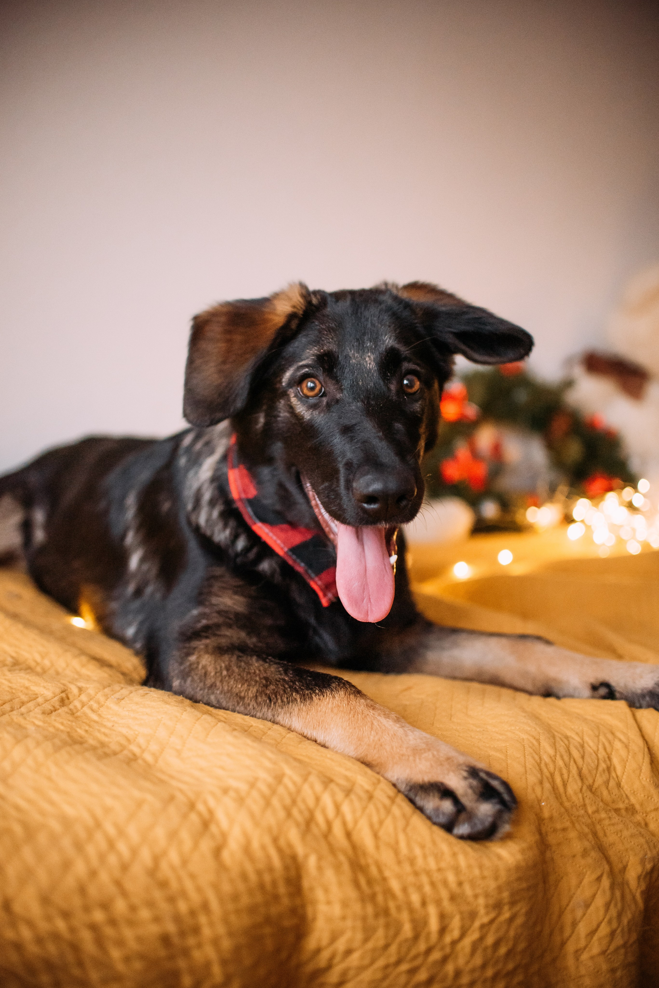 Животные на пристройство. Фотограф-анималист Валерия, Москва, Мытищи
