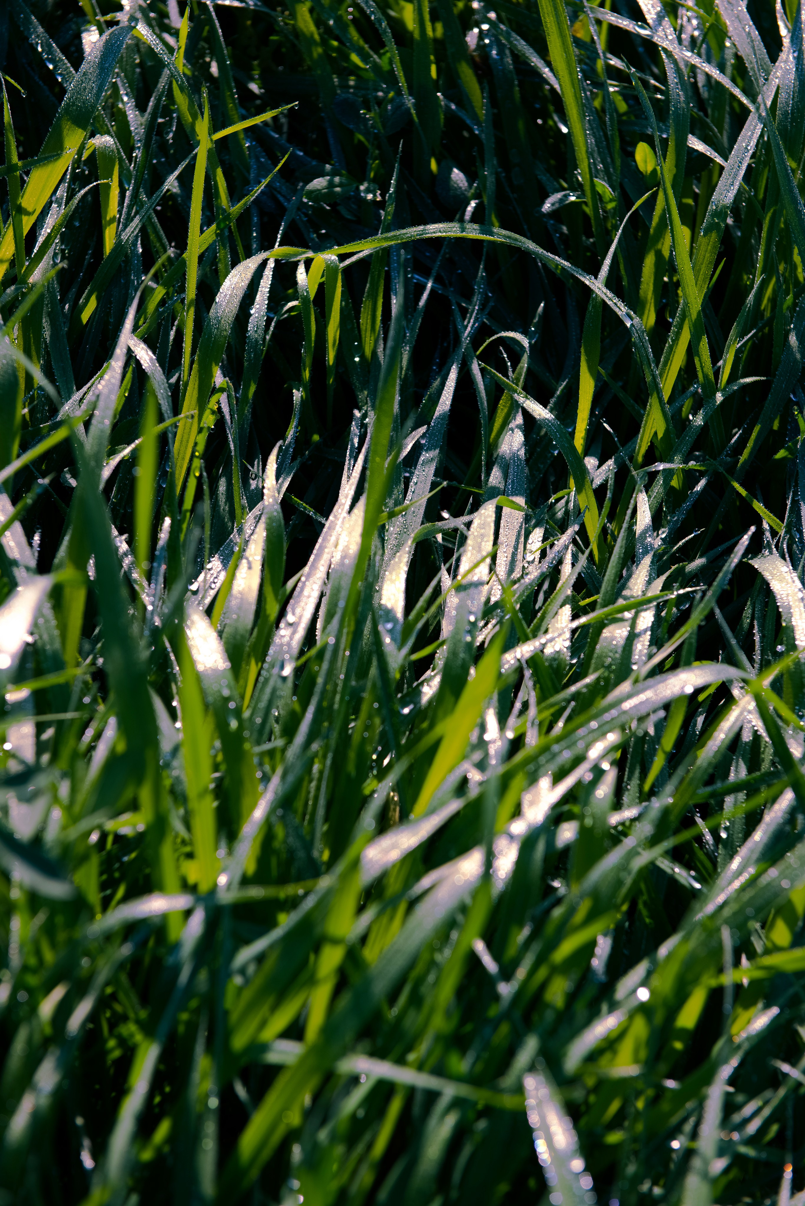 роса на траве