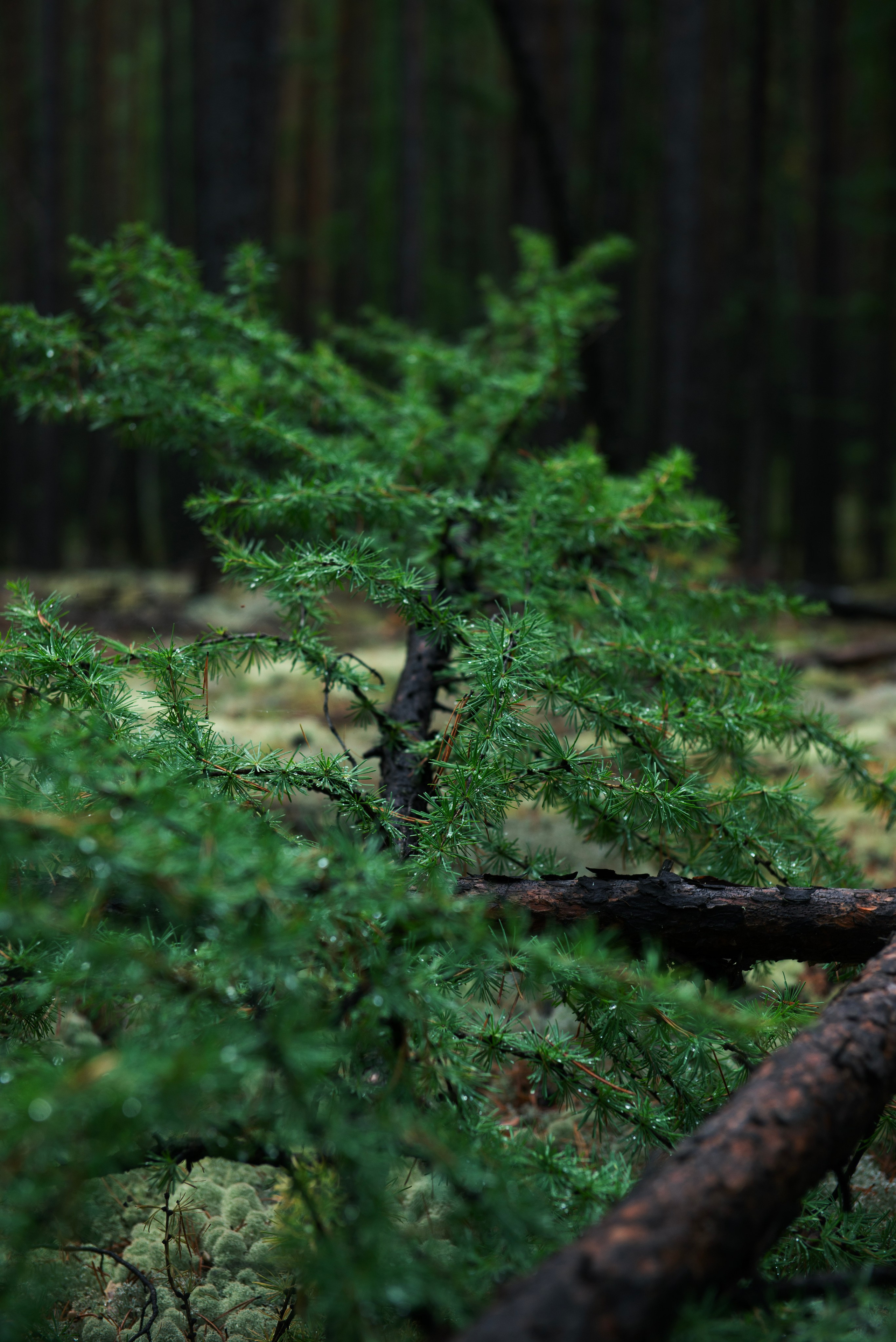 Ну вот как эту красоту не показать? А точнее, как о ней рассказать, если не показать?. Профессиональная High-End Ретушь | Ретушер и предметный фотограф Алла Белова