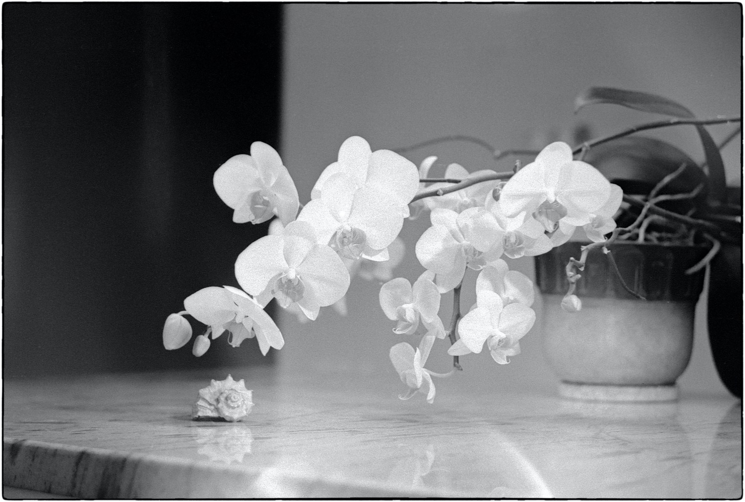 Пленочная фотография ч.б. орхидеи с ракушкой oleg-kuznetsov-foto