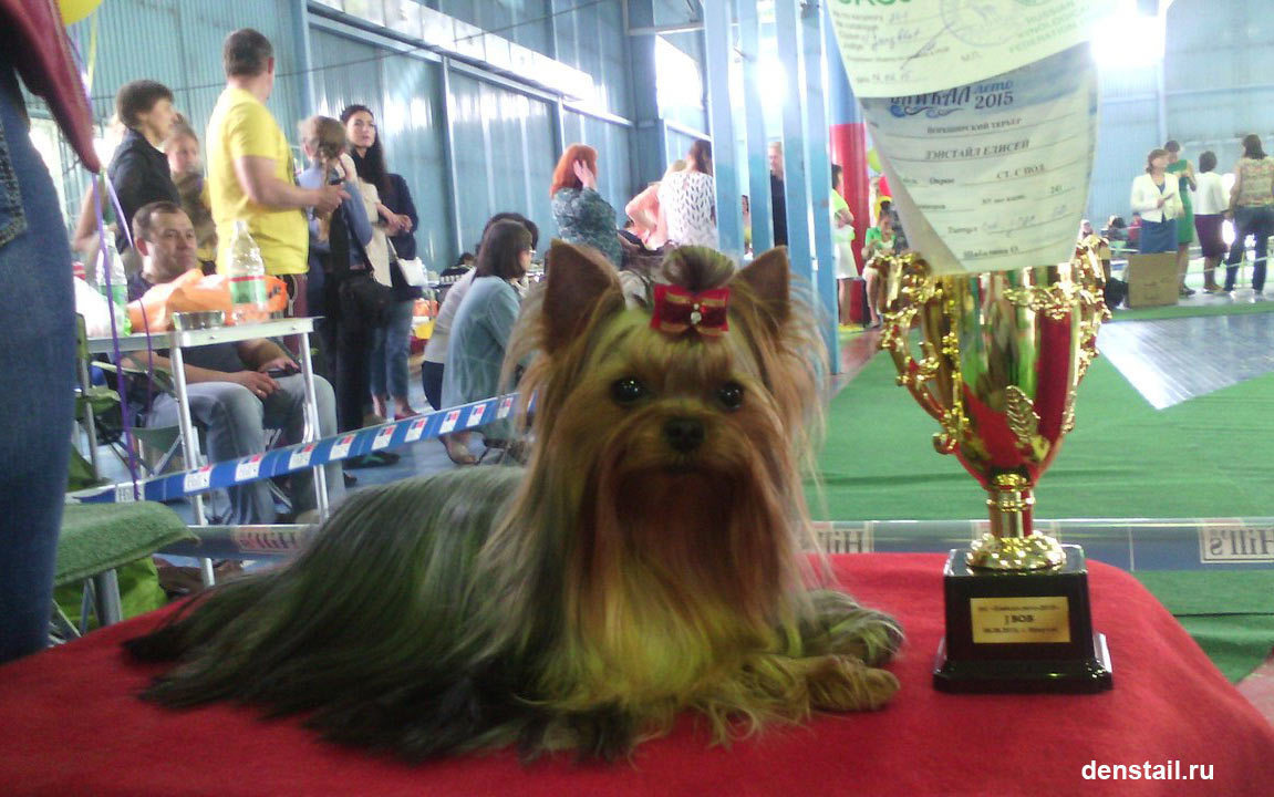 2015 г Результаты выставок. Питомник Йоркширских терьеров Дэнстайл в Санкт-Петербурге заводчик Тих