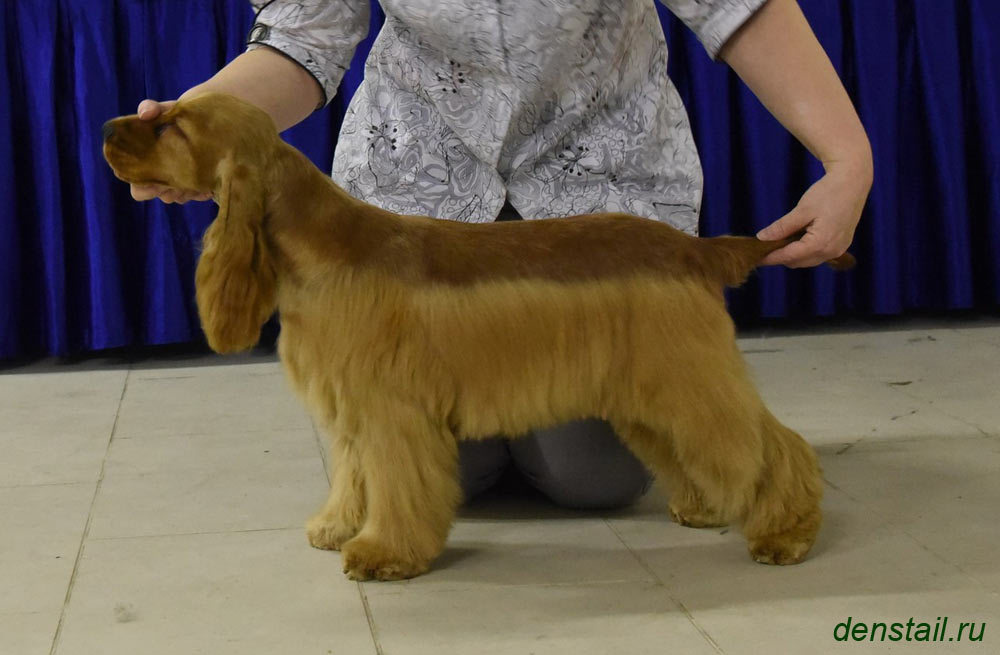 2015 г Результаты выставок. Питомник Йоркширских терьеров Дэнстайл в Санкт-Петербурге заводчик Тих