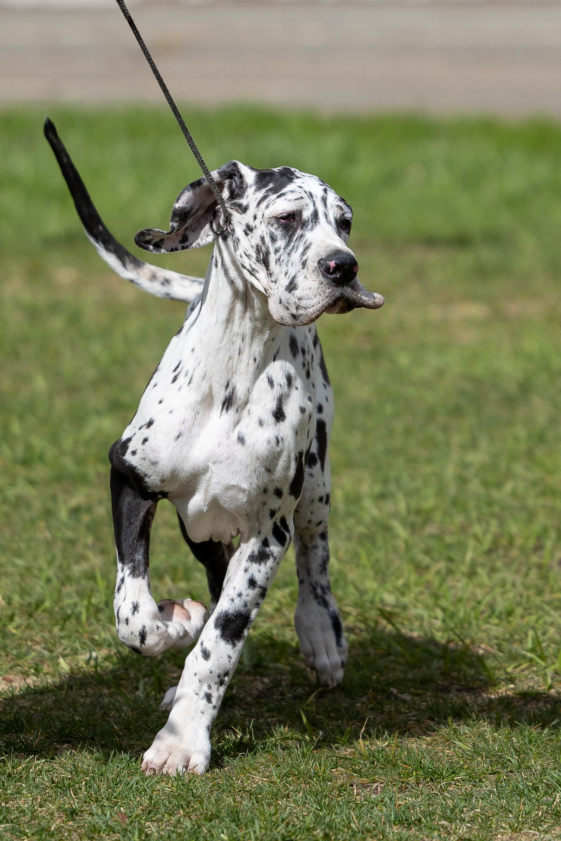 Прайс. Фотограф Анималист в Перми Анастасия Остерман