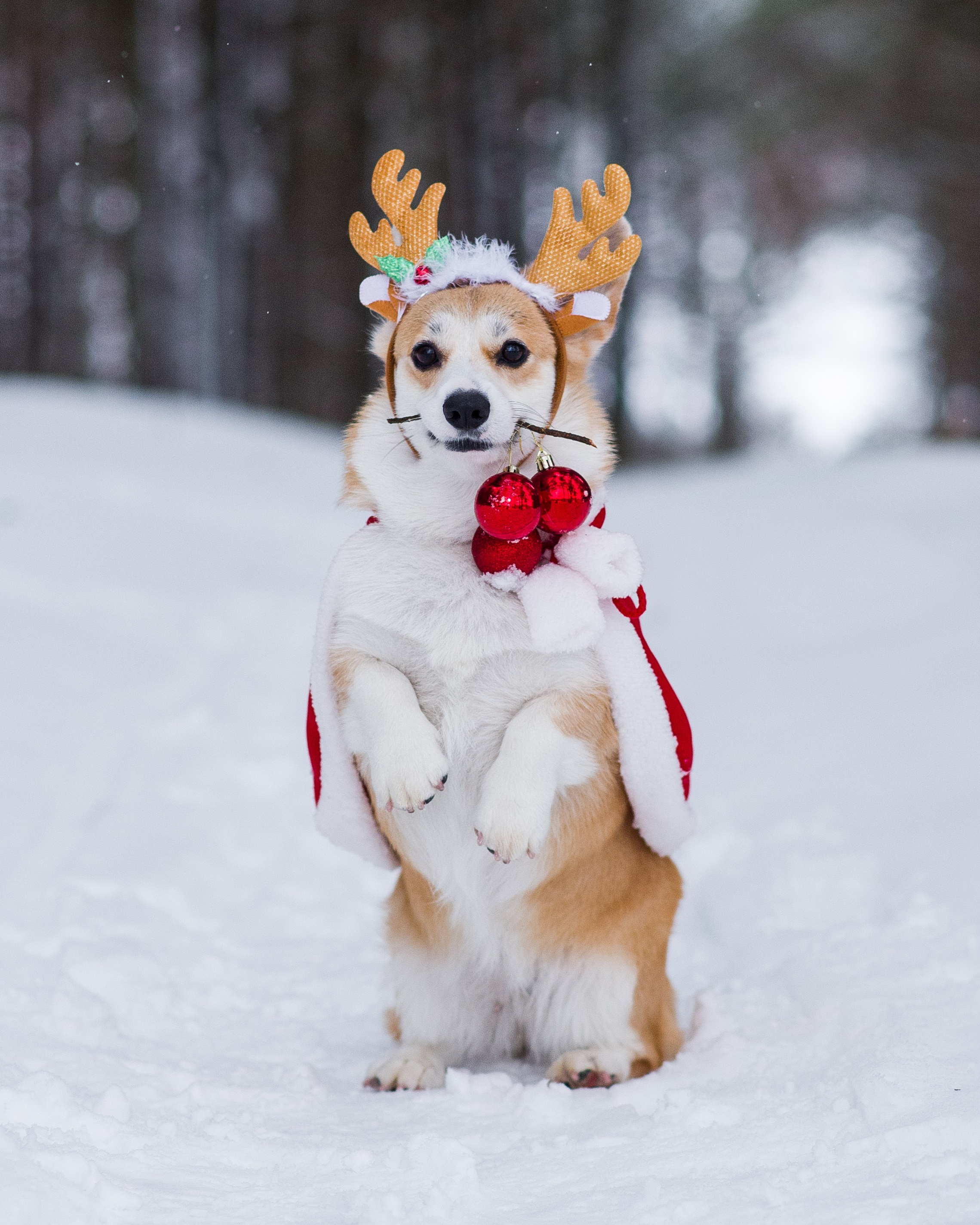 Прайс и цены. Фотограф — Анималист | Анна Абрамова