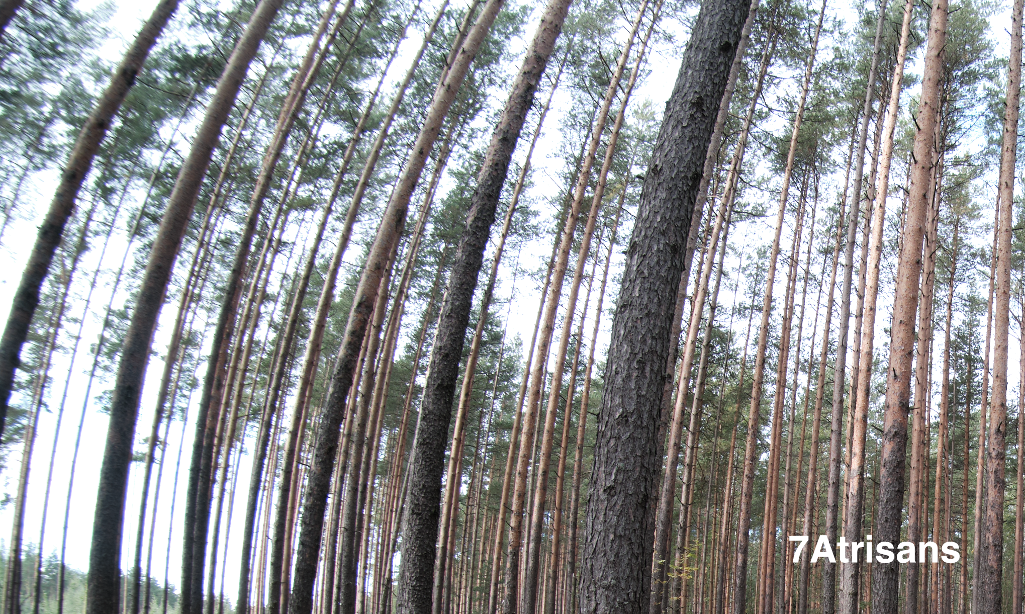 Сравнение объективов 7artisans 7,5/f2.8 и TTArtisan 7,5/f2.0. Фотограф Константин Шамин