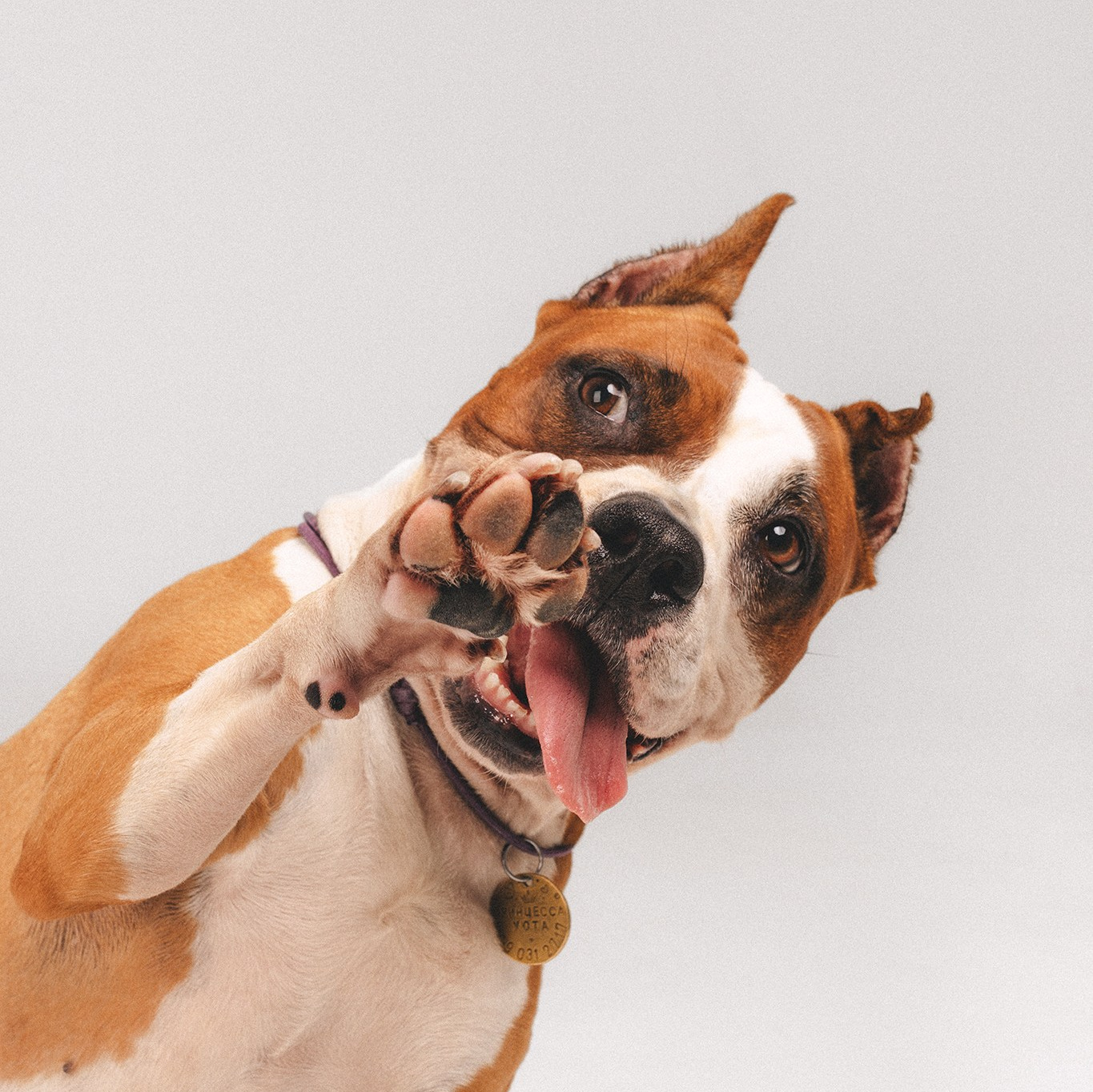 Вопрос-ответ. Фотограф-анималист • love-story • Санкт-Петербург