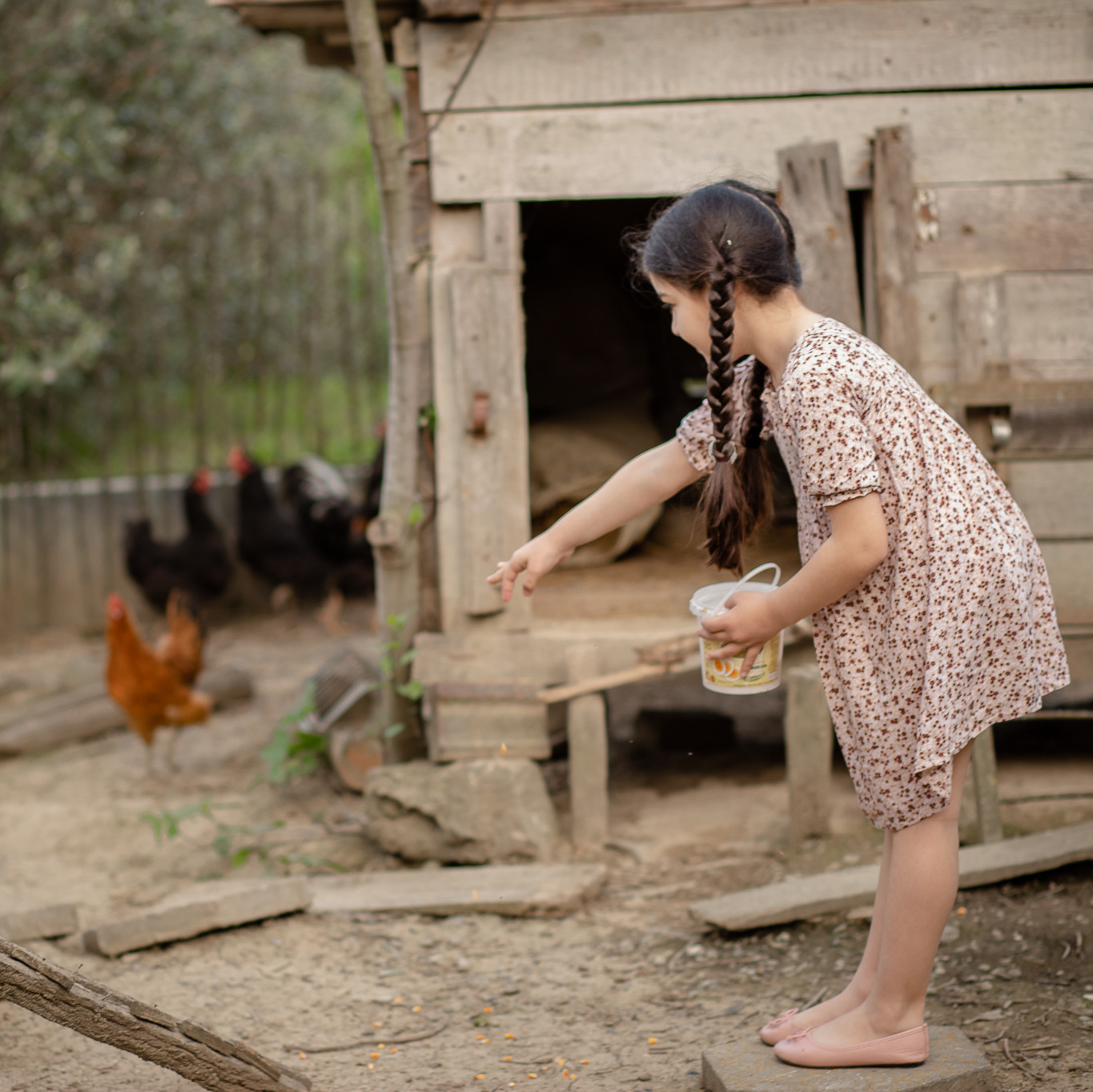 Маленькая девочка с двумя косичками в курятнике кормит курочек зерном 