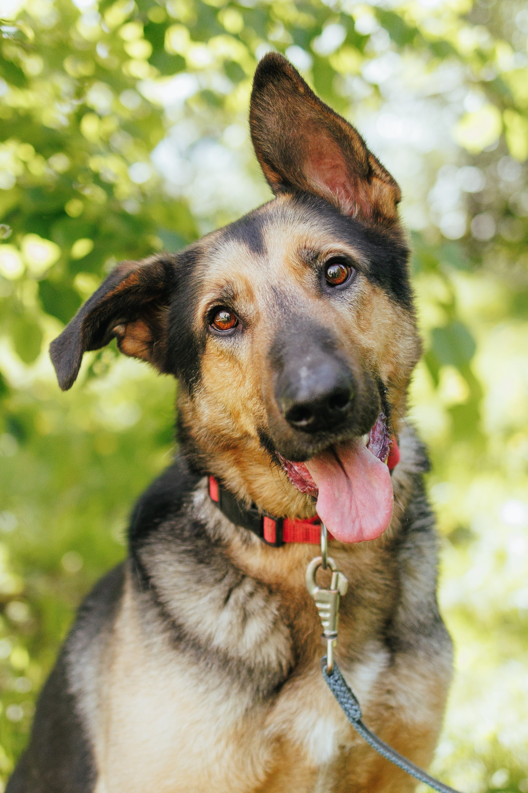 Животные на пристройство. Фотограф-анималист Валерия, Москва, Мытищи
