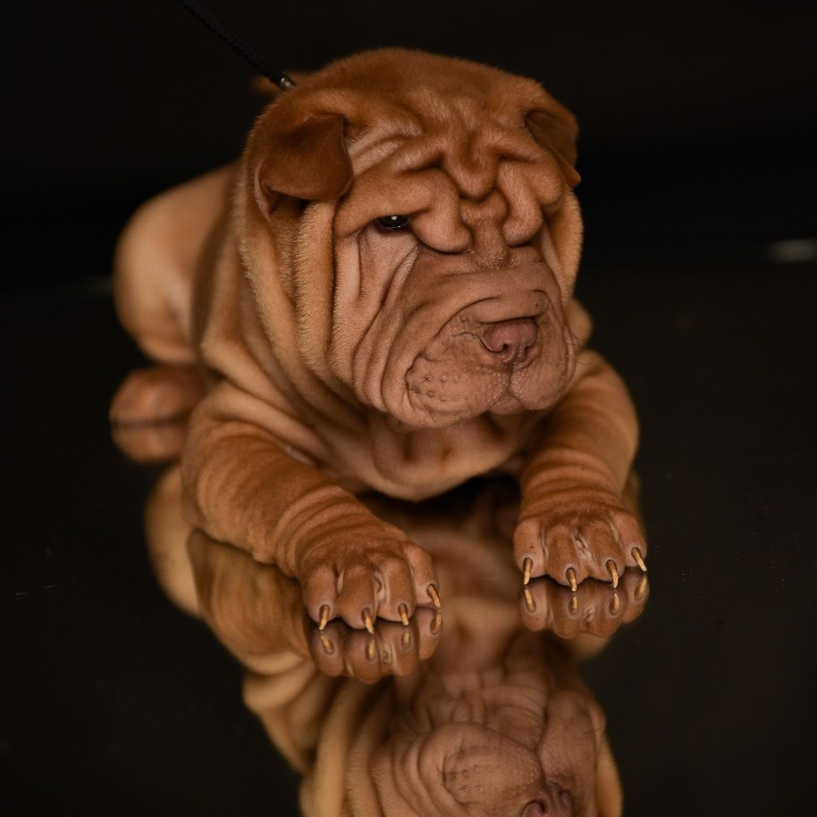 Познакомьтесь с Шар пей в Иркутске. Питомник собак Иркутск