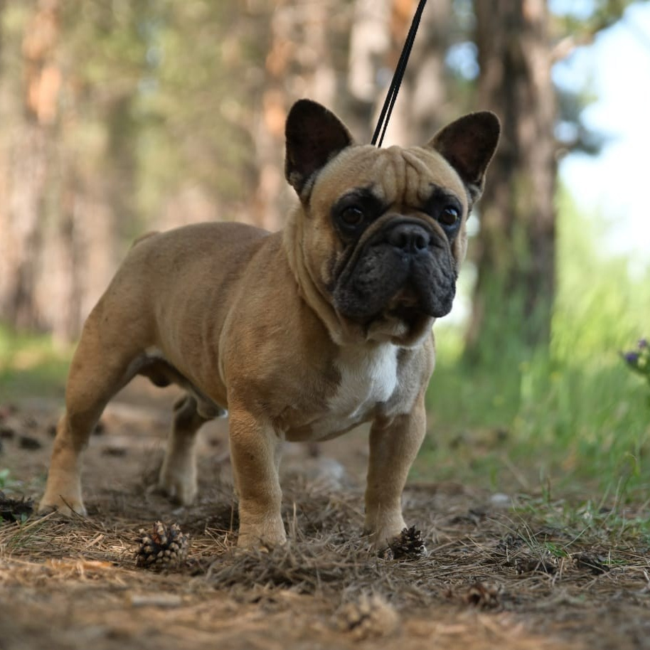 Питомник собак Иркутск