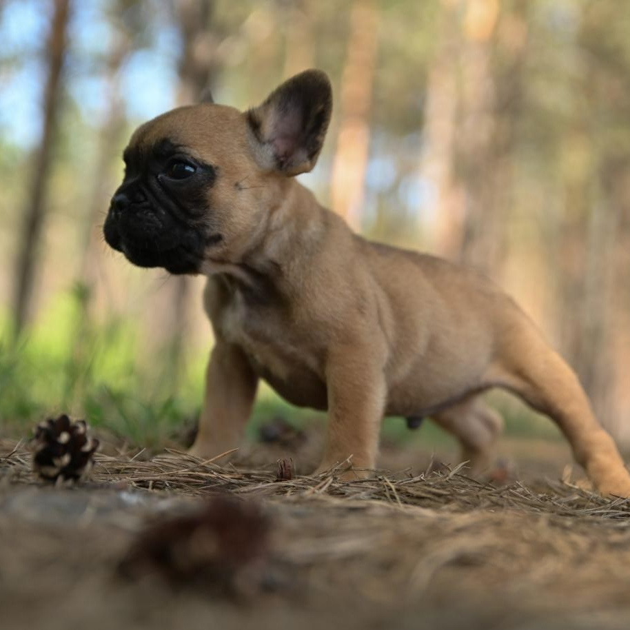 Питомник собак Иркутск