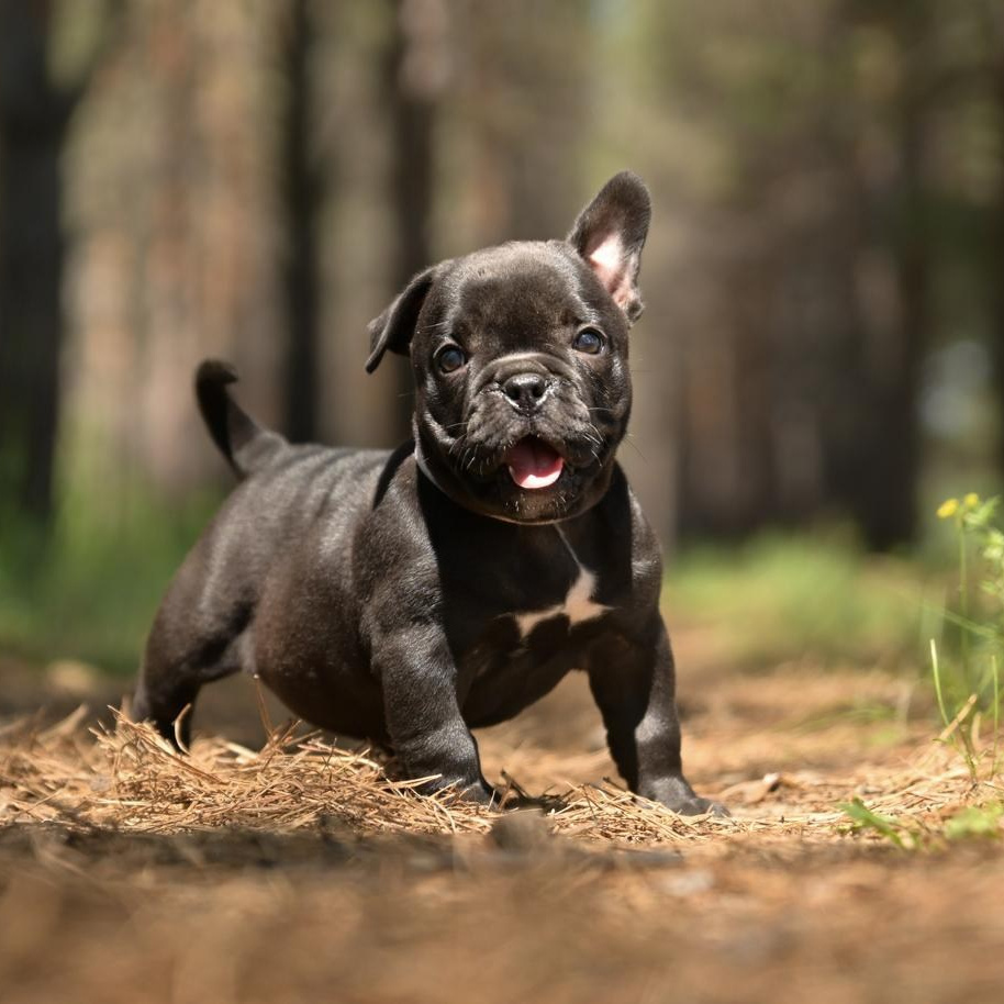 Питомник собак Иркутск