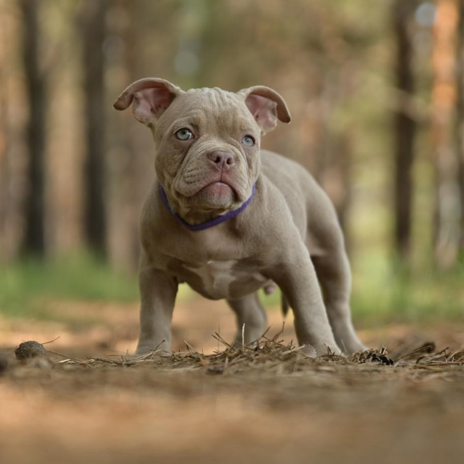 Питомник собак Иркутск