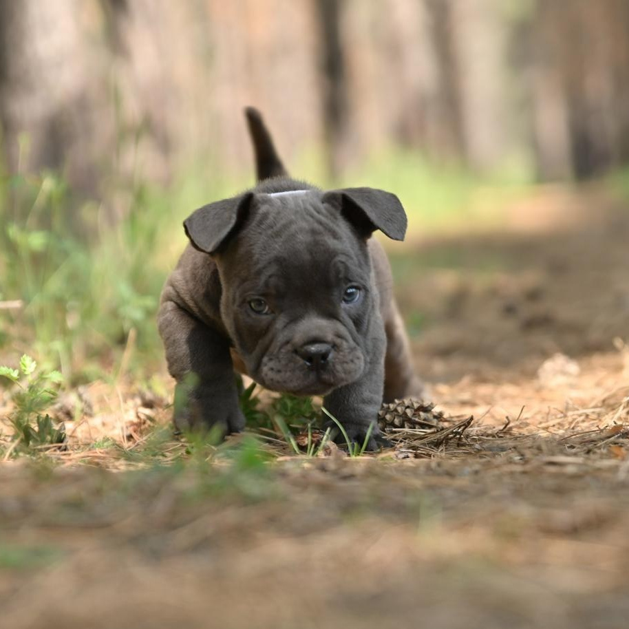 Питомник собак Иркутск