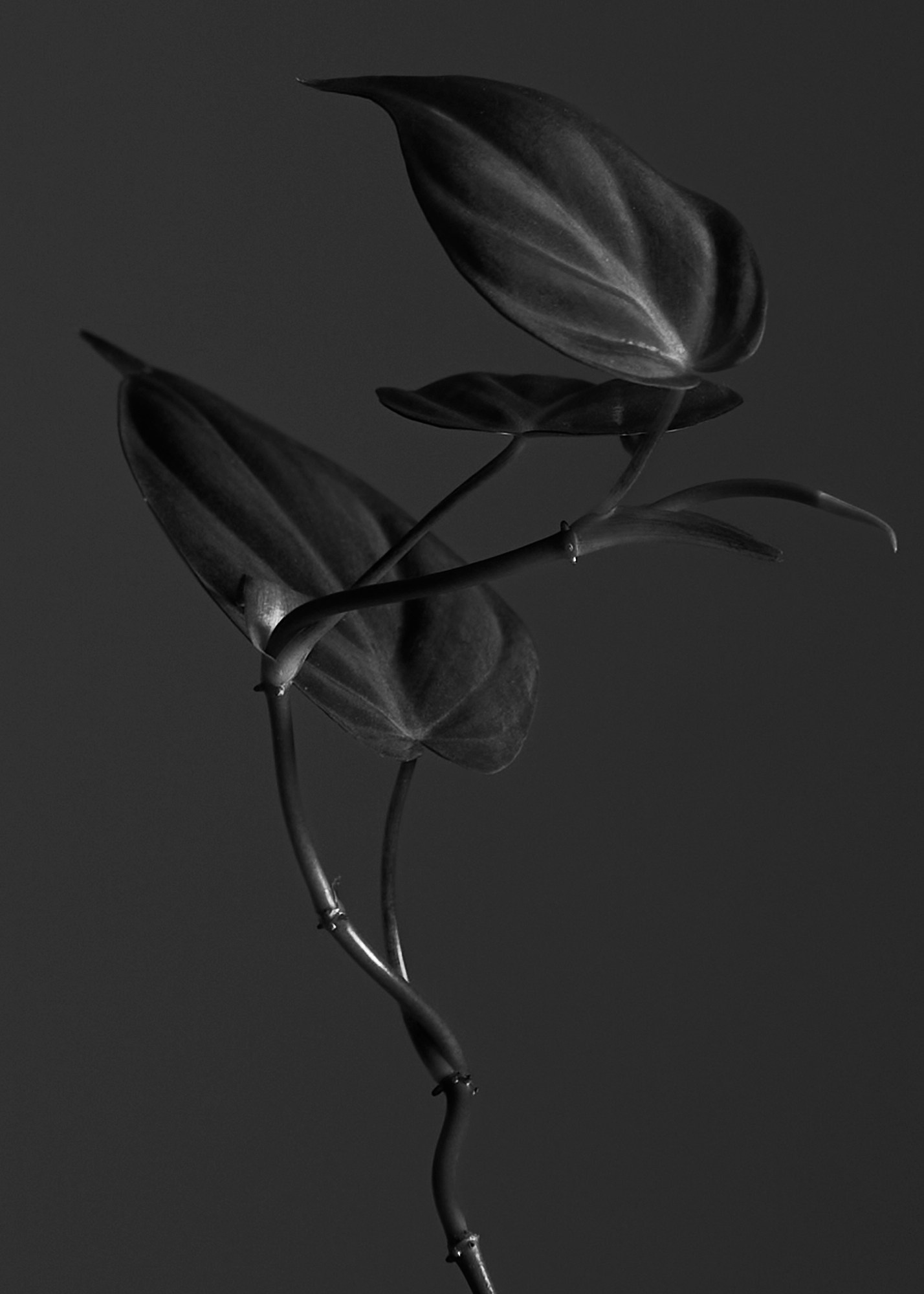 Фотограф в Арзамасе и Нижнем Новогороде