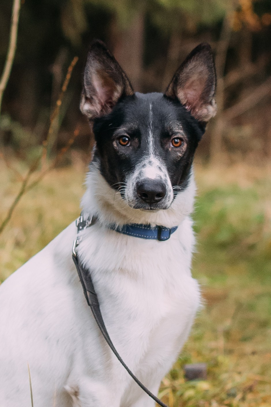 Животные на пристройство. Фотограф-анималист Валерия, Москва, Мытищи