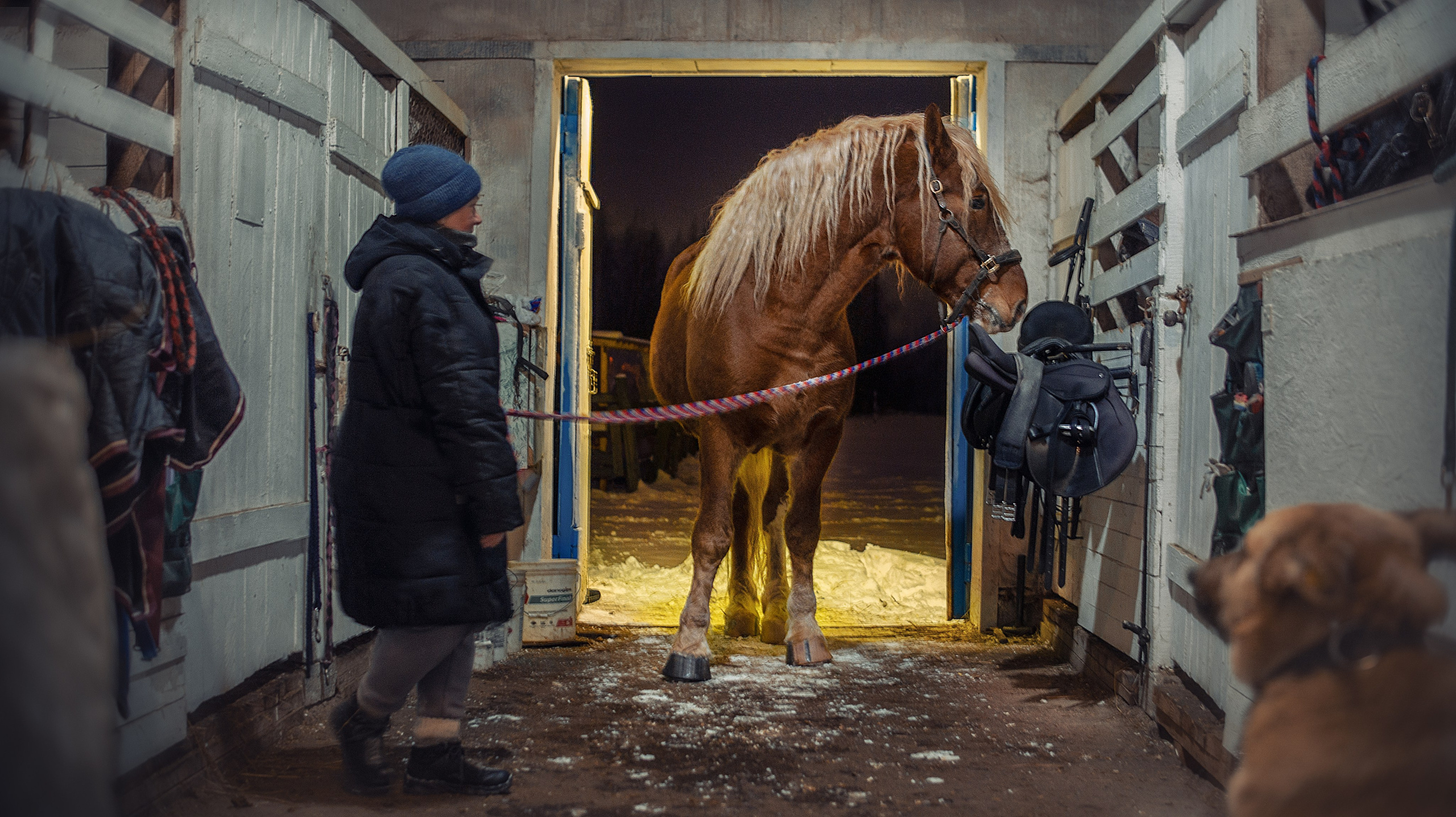 Конноспортивная школа Добрый конь город Белоозерский