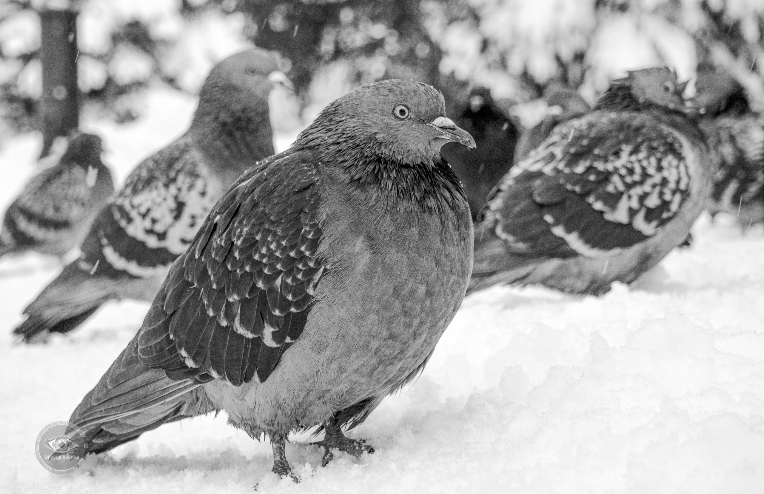 Мартовский снегопад и заторможенные голуби