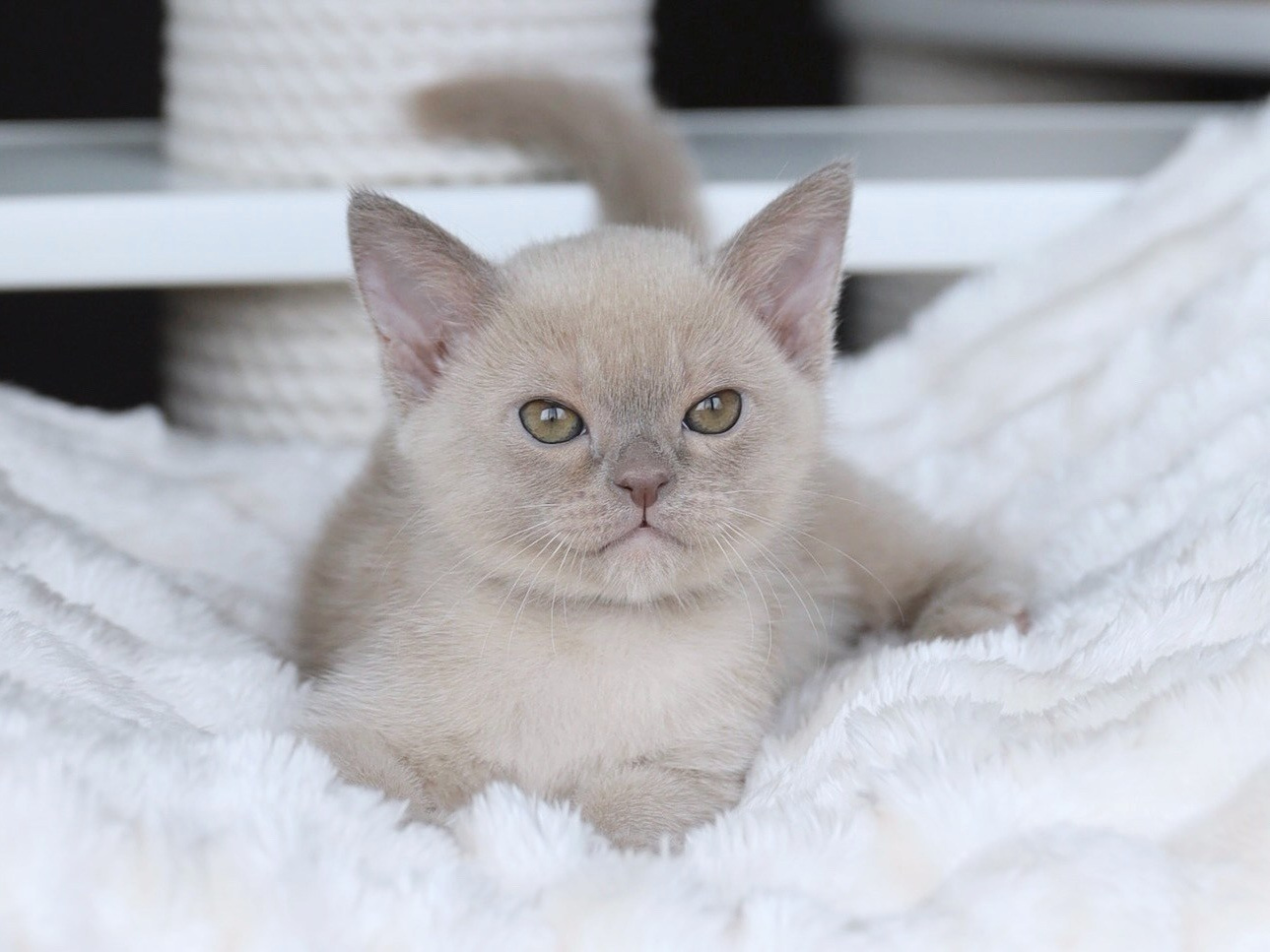 Котята. Питомник «Bouncy Life»