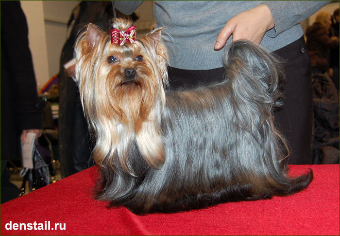 2009-2010 г Результаты выставок. Питомник Йоркширских терьеров Дэнстайл в Санкт-Петербурге заводчик Тих