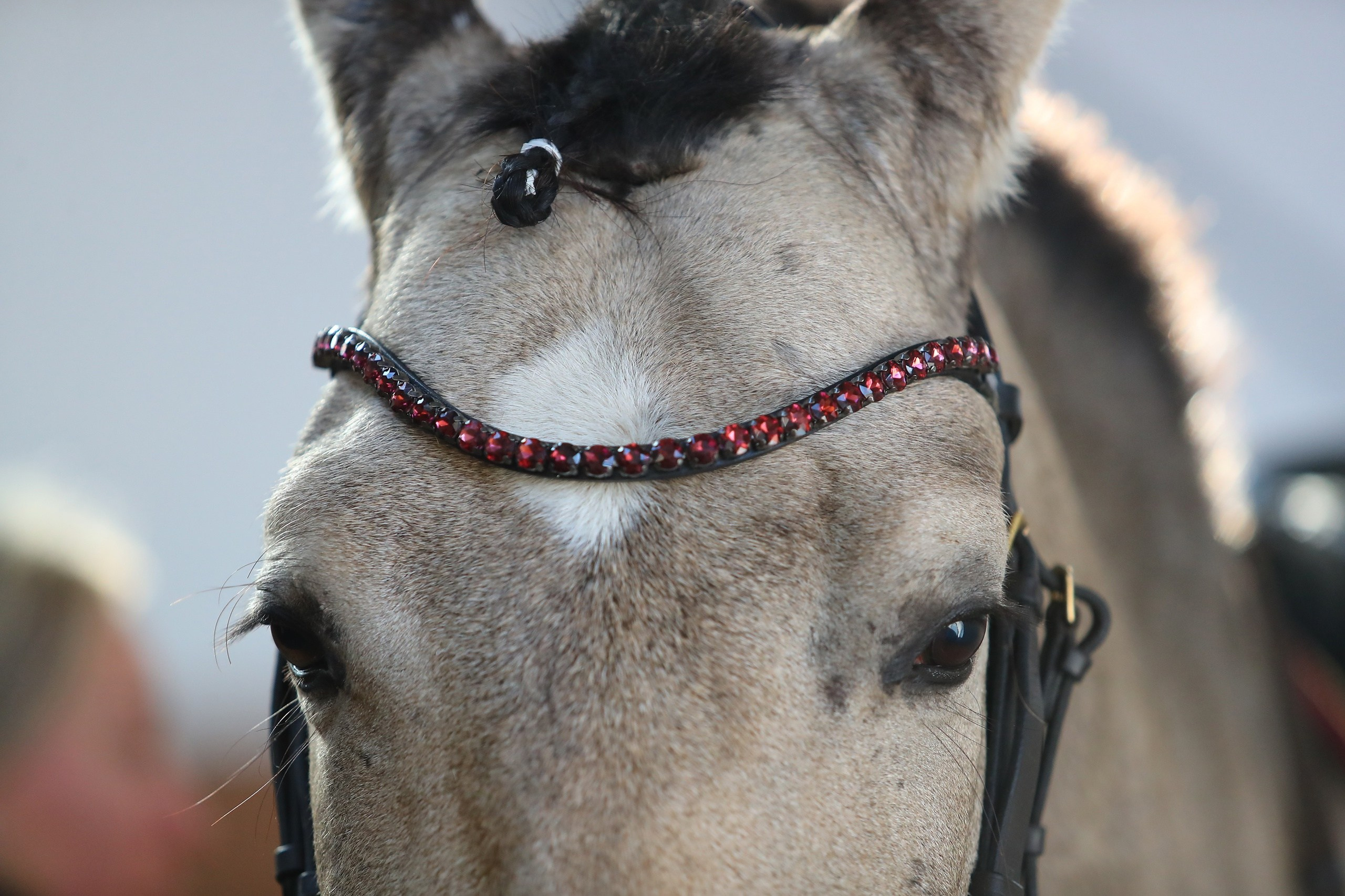 Календарь стартов по РВ АРВР. Liana Antanovich | Equestrian Strategies