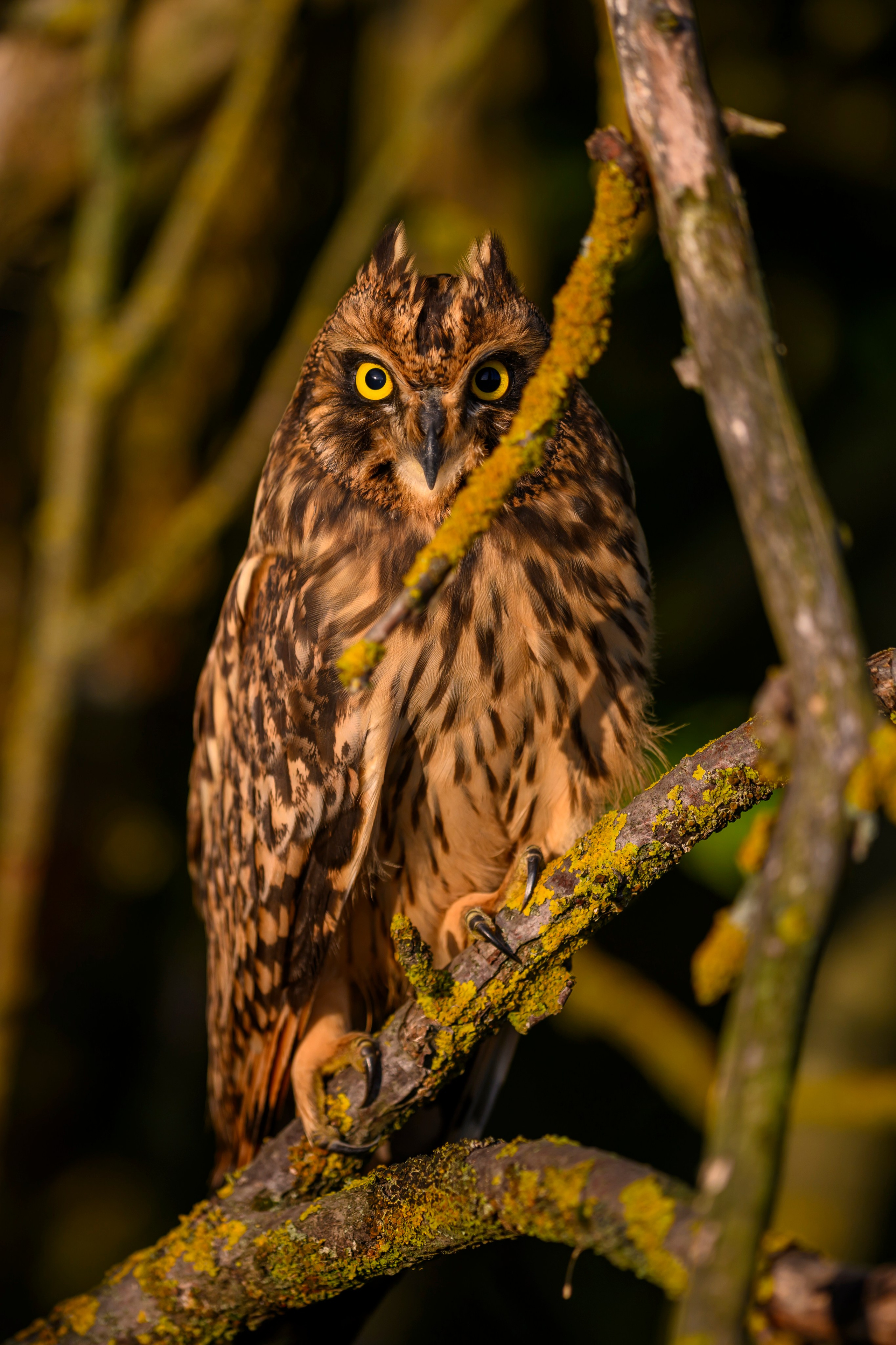 Совята-чертята. Owlets-imps. Фотограф Сергей Пупонин