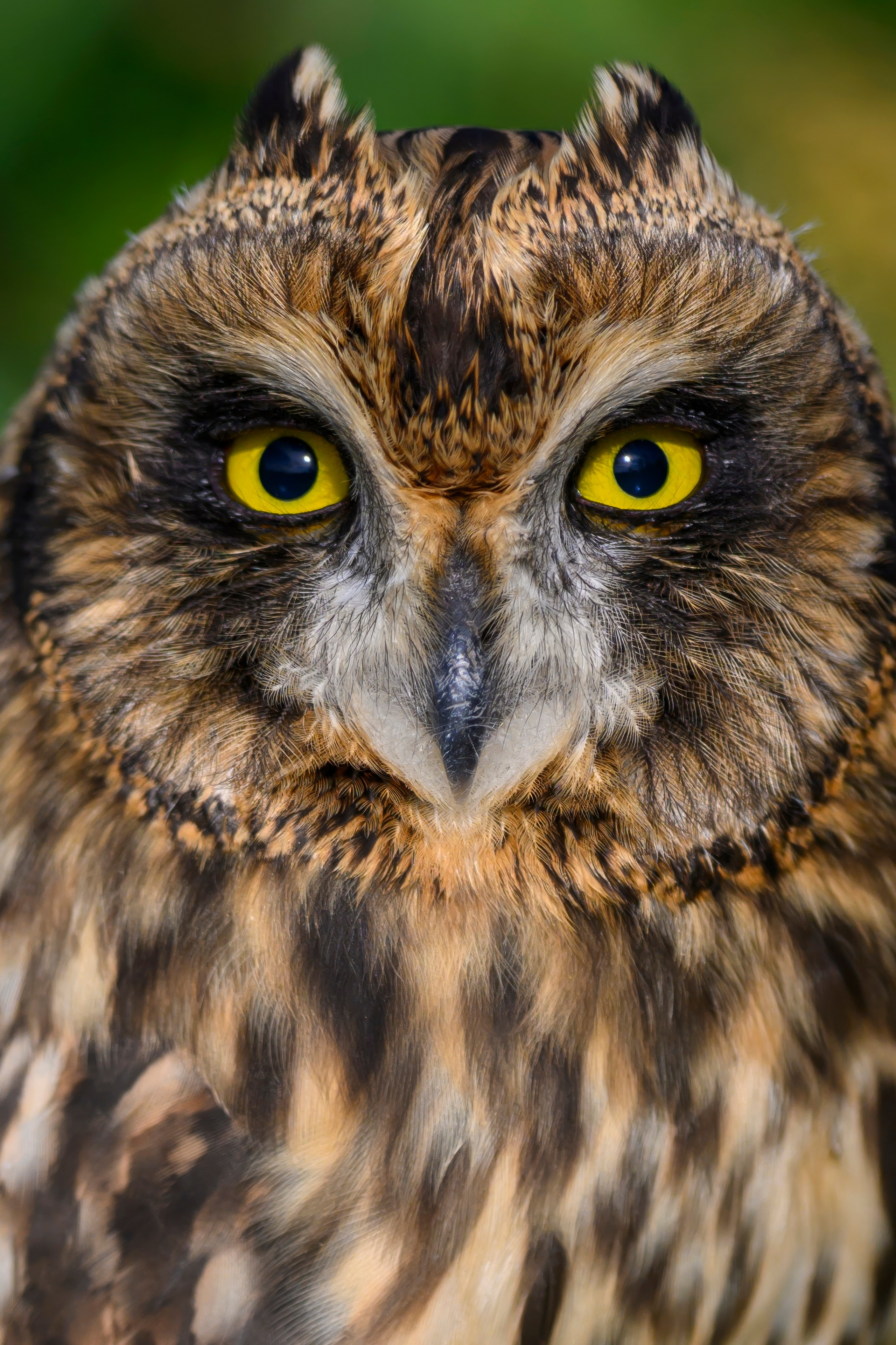 Совята-чертята. Owlets-imps. Фотограф Сергей Пупонин