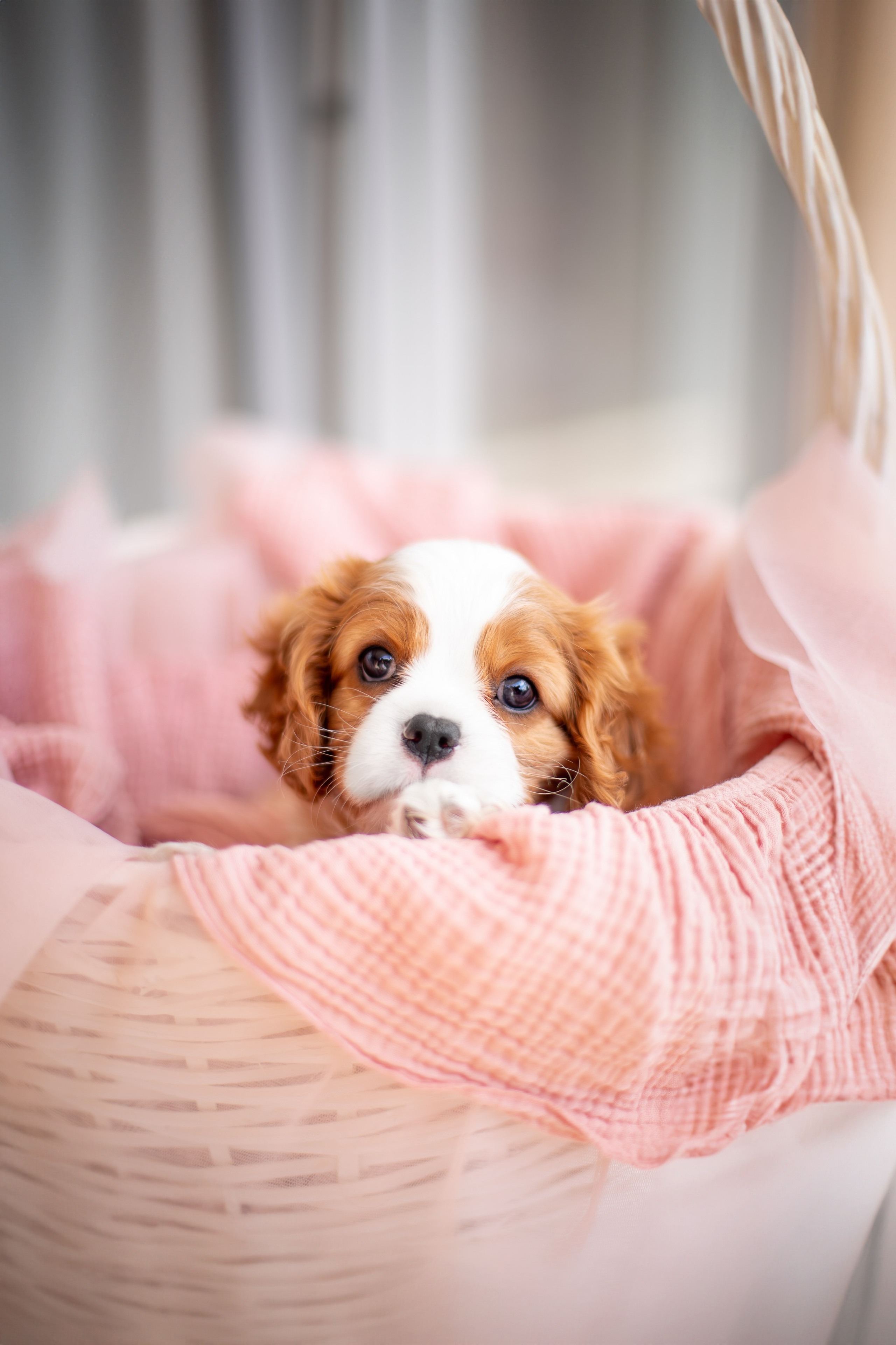 Ирина Голомб|Фотограф-анималист в  Сочи и Калининграде