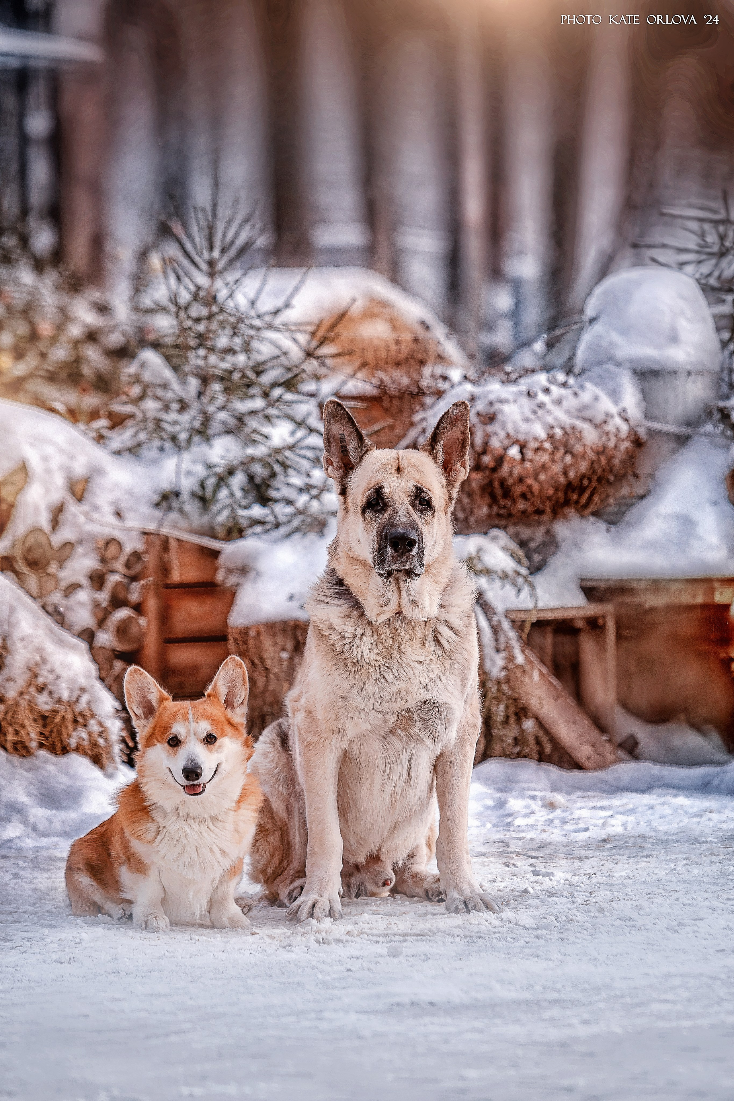 Фотограф анималист. Питомник собак Акита, Хаски, Корги