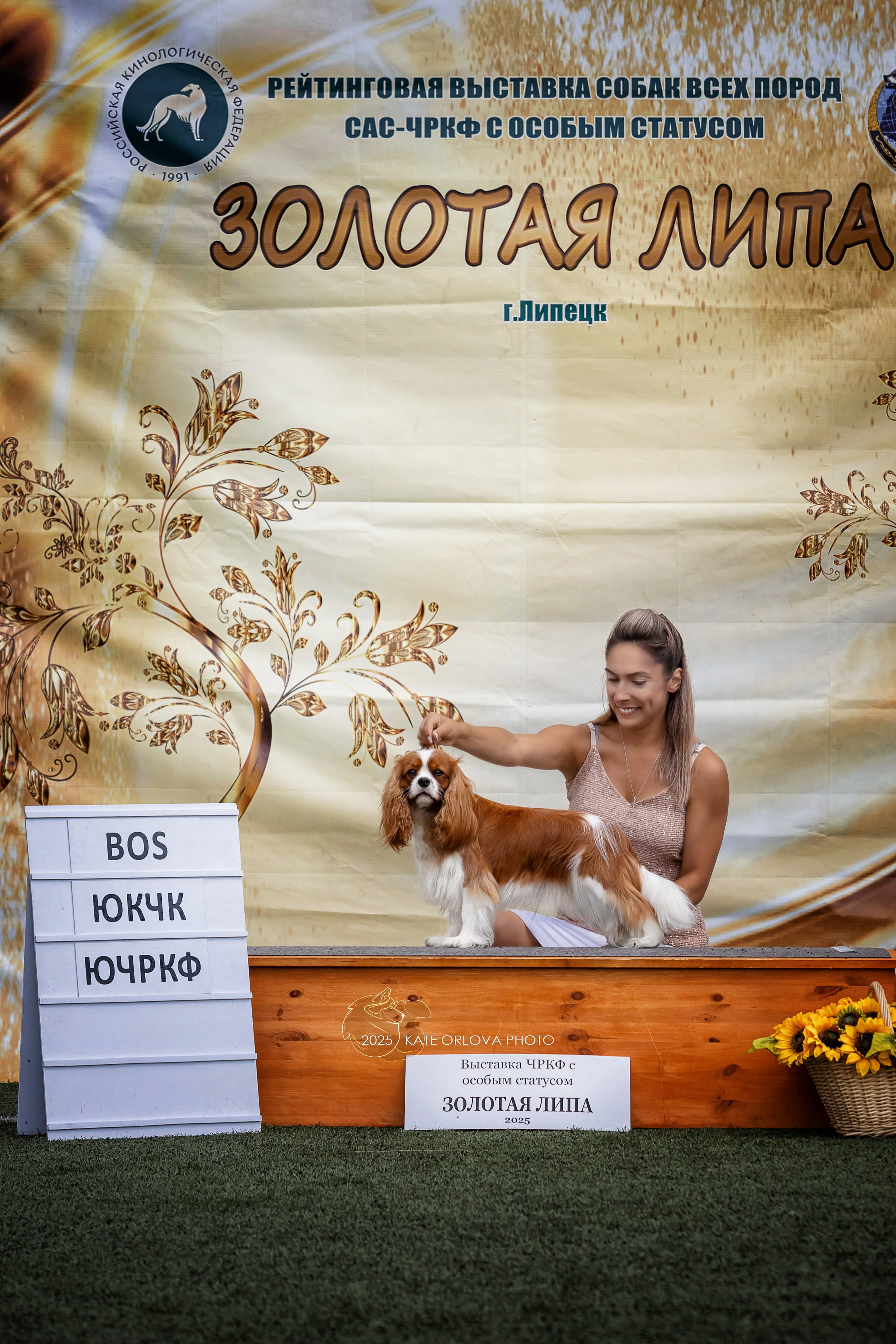 Выставки. Питомник кавалер кинг чарльз спаниелей
