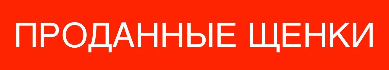 Купить щенка Амбулли на Юге России